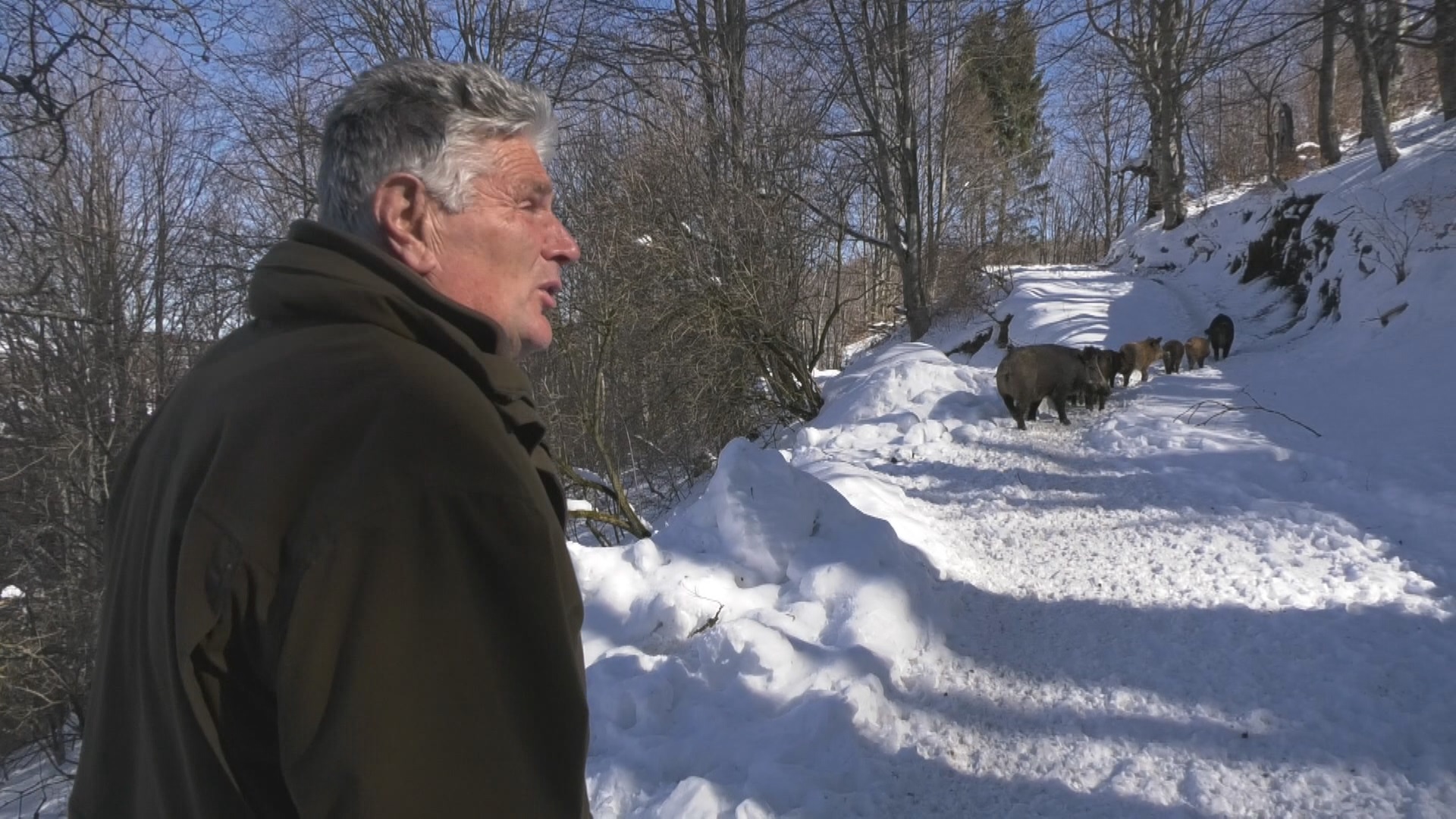 Todor sa Murtenice pripitomio krdo divljih svinja / foto: RINA