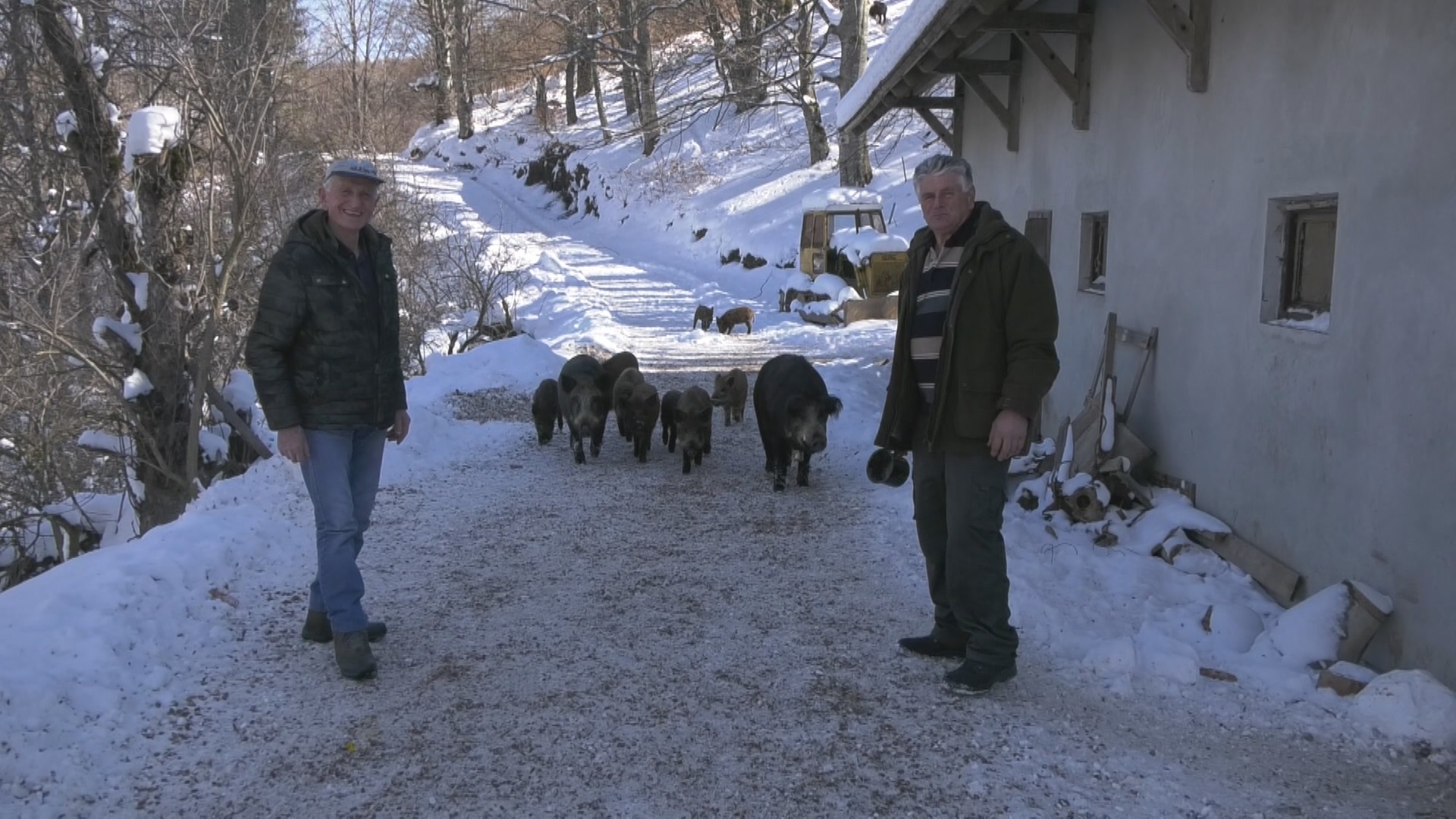 Todor sa Murtenice pripitomio krdo divljih svinja / foto: RINA