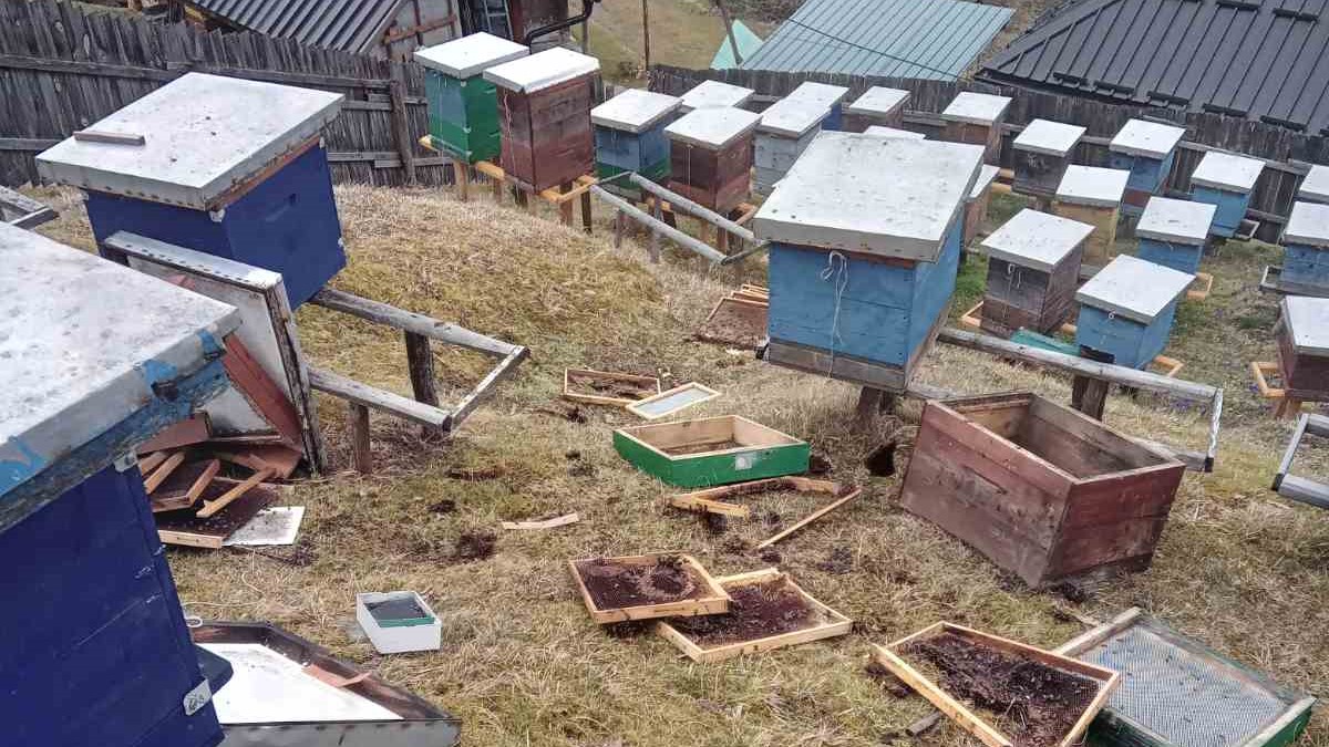 Upala mečka i razvalila četiri košnice u selu Puljci kod Nove Varoši / foto: Privatna arhiva