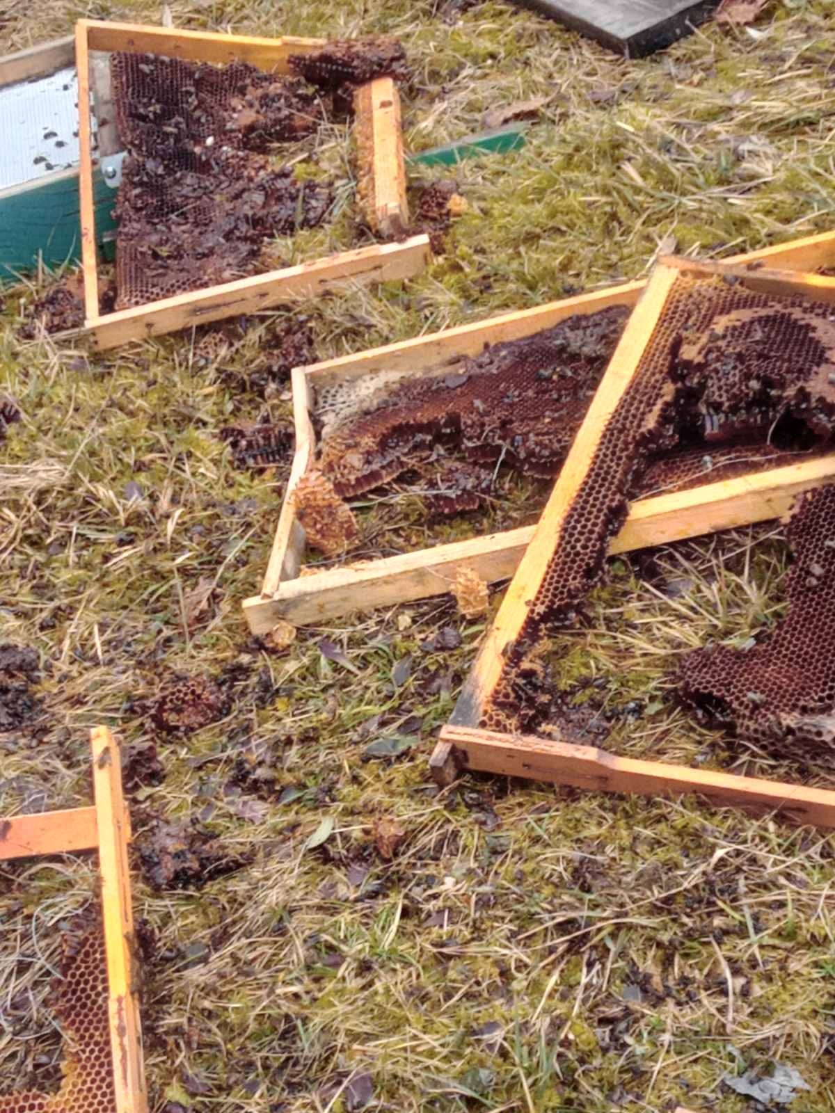 Upala mečka i razvalila četiri košnice u selu Puljci kod Nove Varoši / foto: Privatna arhiva