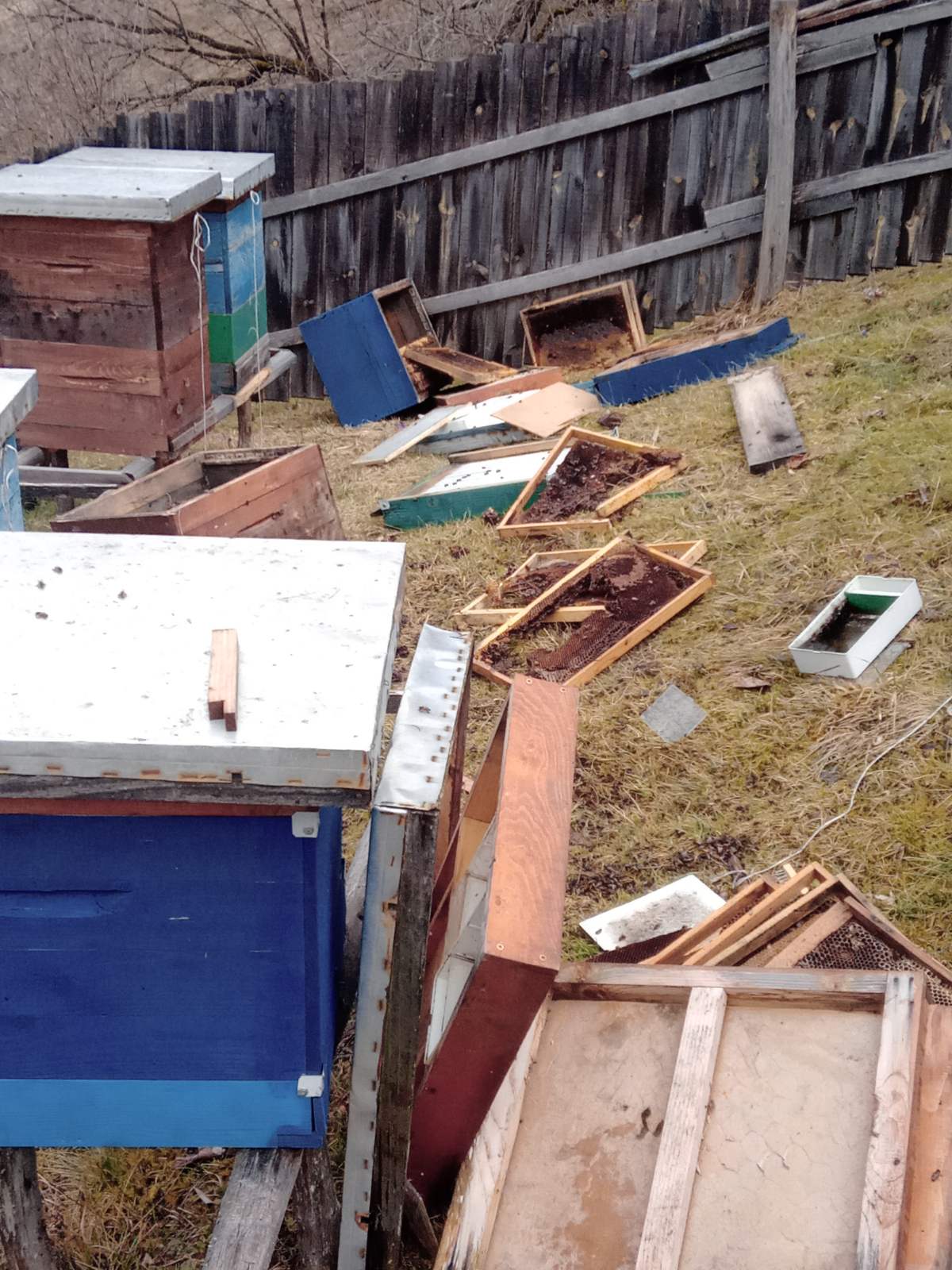 Upala mečka i razvalila četiri košnice u selu Puljci kod Nove Varoši / foto: Privatna arhiva