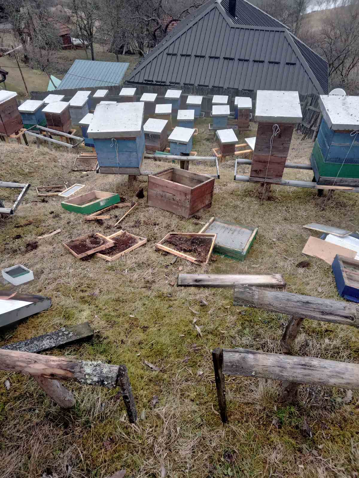 Drama kod Nove Varoši, upala mečka i razvalila četiri košnice u selu Puljci: Nezvani gost dobro se zasladio pa se ponovo vratio, domaćin Milomir postavio električnu čobanicu (FOTO)