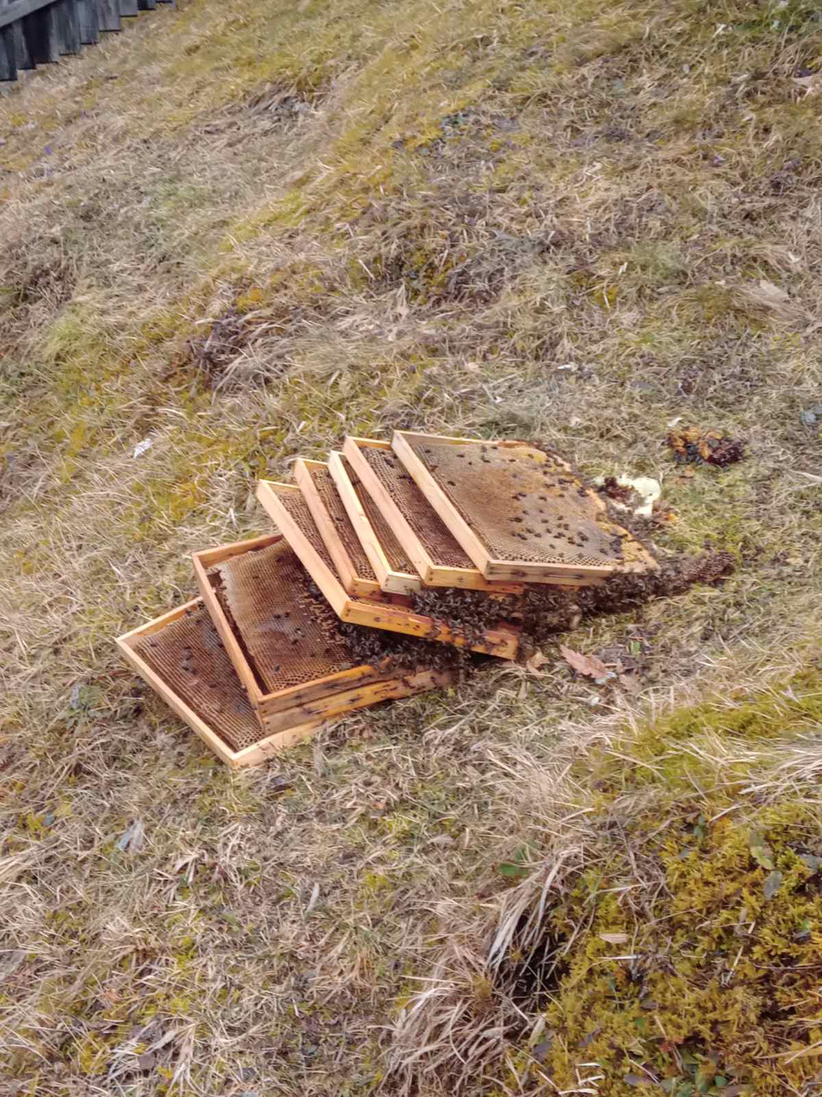Upala mečka i razvalila četiri košnice u selu Puljci kod Nove Varoši / foto: Privatna arhiva