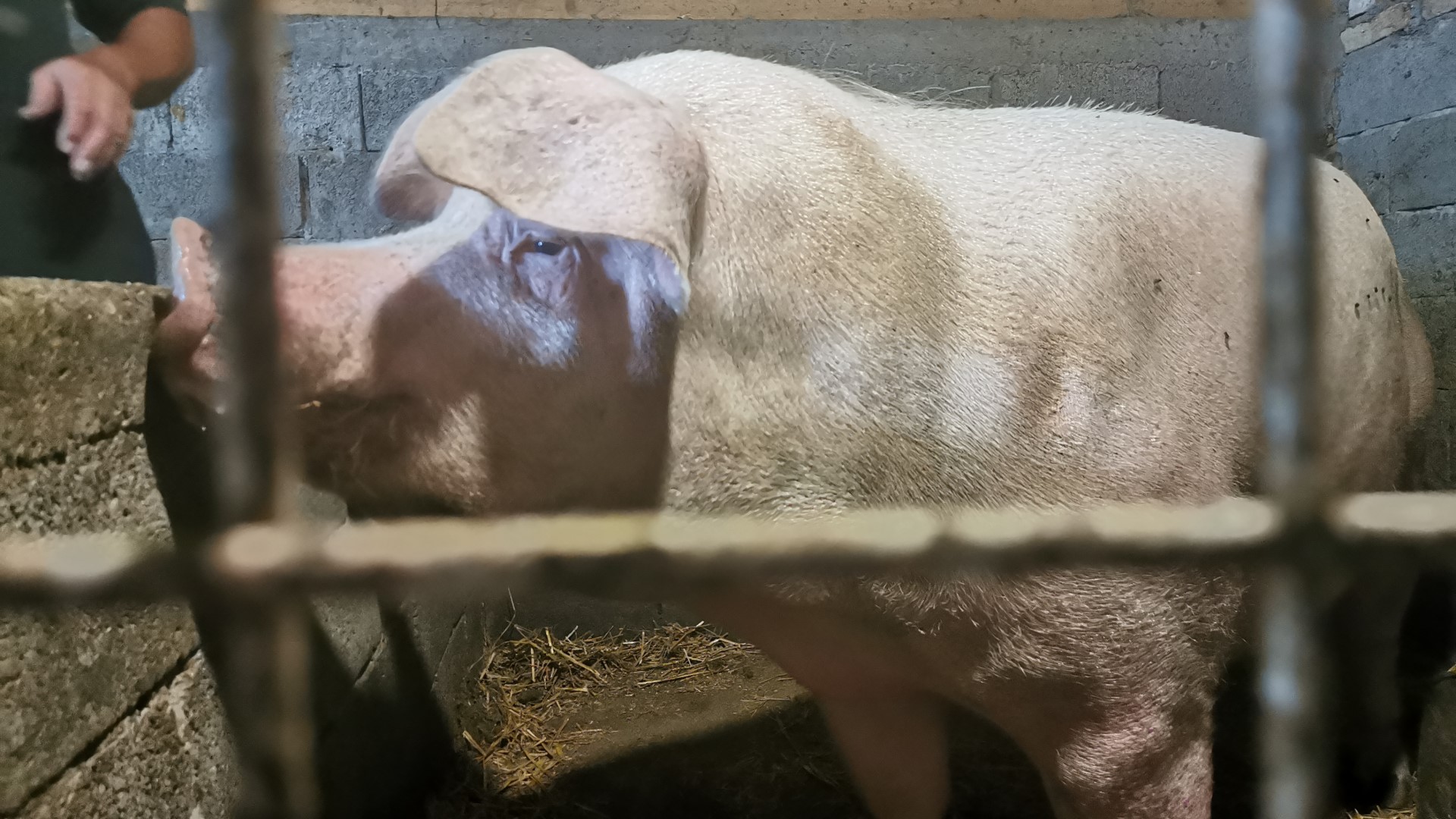 Neverovatna sudbina prasenceta Srećka: Vozili ga na sudnju lokaciju ali je ispao iz prikolice, udomili ga Vukovići koji su od njega napravili vepra za ponos, sada ma preko 500 kilograma i 2500 potomaka/ Foto: RINA