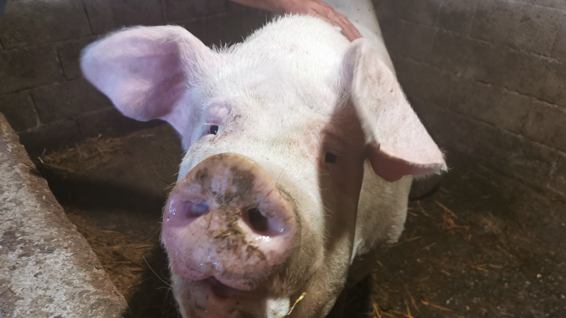 Neverovatna sudbina prasenceta Srećka: Vozili ga na sudnju lokaciju ali je ispao iz prikolice, udomili ga Vukovići koji su od njega napravili vepra za ponos, ima preko 500 kilograma i 2500 potomaka (FOTO)