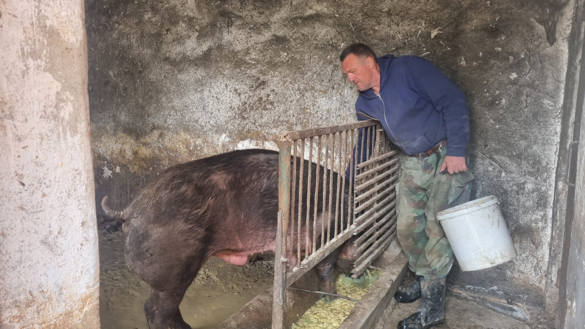 Pustimo psa da ih juri kako bi što više trčale: Ovo su svinje gimnastičarke iz Srezojevaca, Vukovići prate trendove kako bi njihovo meso bilo što kvalitetnije (FOTO)
