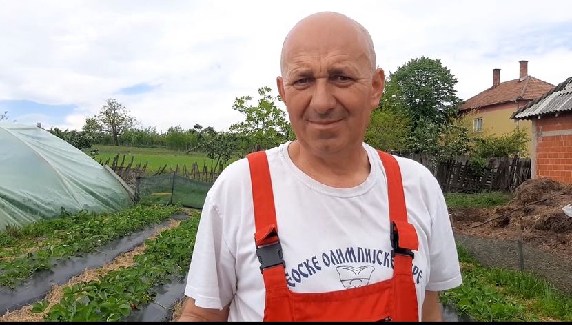 Domaće jagode stižu na srpske pijace za samo deset dana, Dragan iz Zagorice bere ovo voće pre drugih a već unapred je sve rasprodato/ Foto: RINA