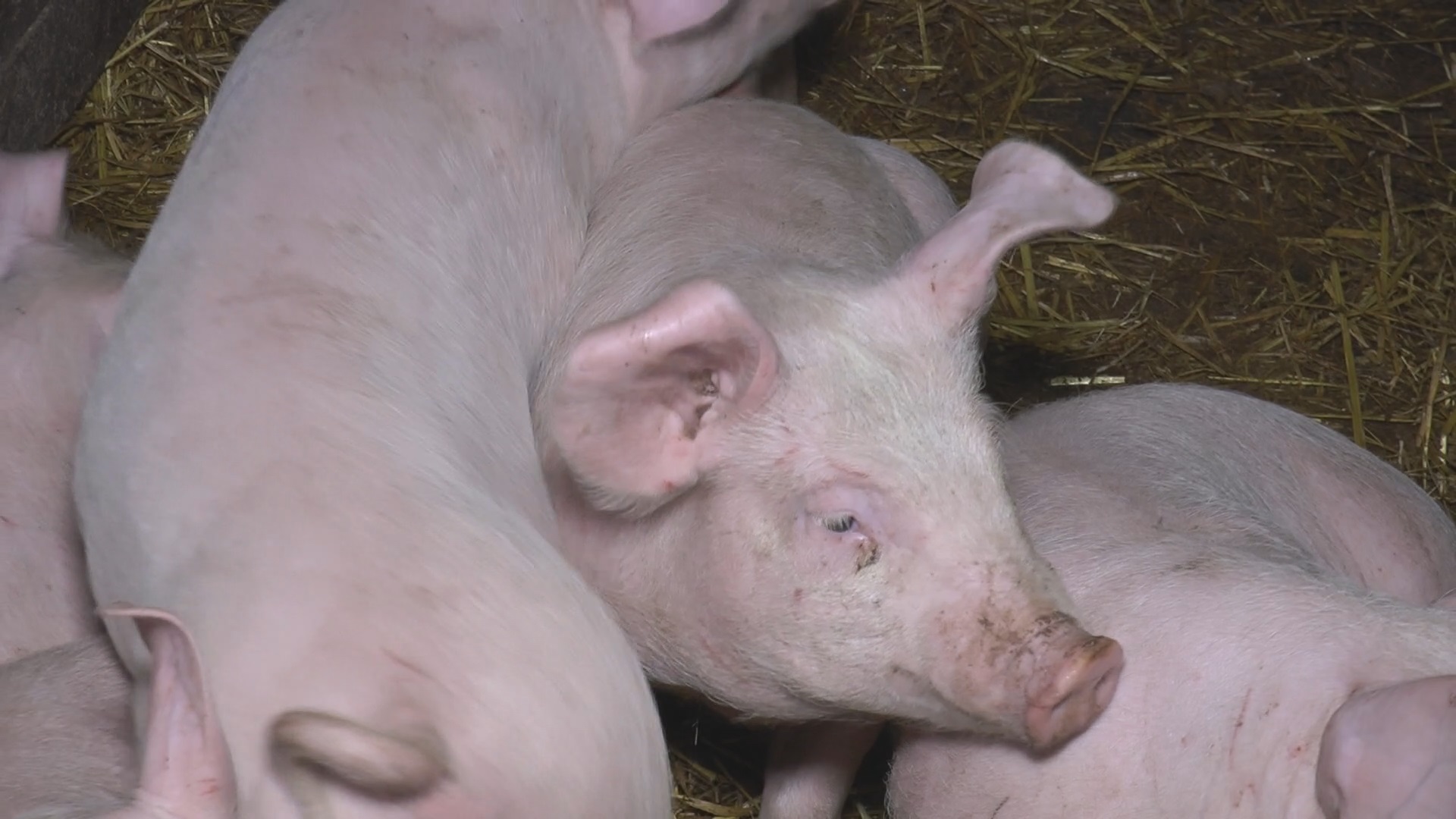Svi prasići što imamo u oborima idu "kao alva", niko i ne pita za cenu samo da ih ima: Miladin iz Pranjana uzgaja svinje godinama, a sada je konačno dočekao svojih pet minuta/ Foto: RINA