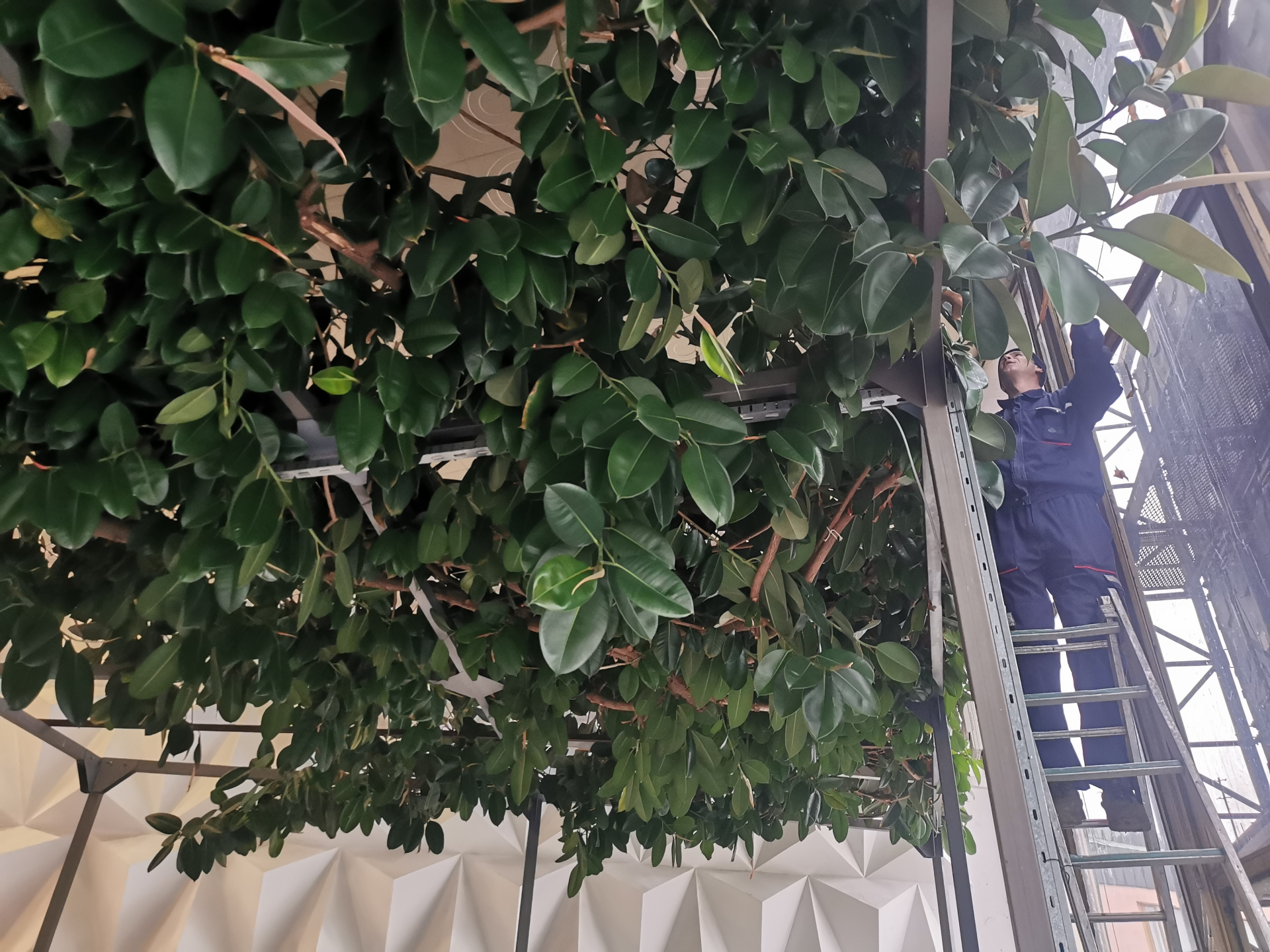 Dva metra da poraste u kući mi smo zadovoljni: Orezivanje čuda prirode u čačanskom Domu kulture, svi žele pelcer najvećeg fikusa na Balkanu (FOTO)