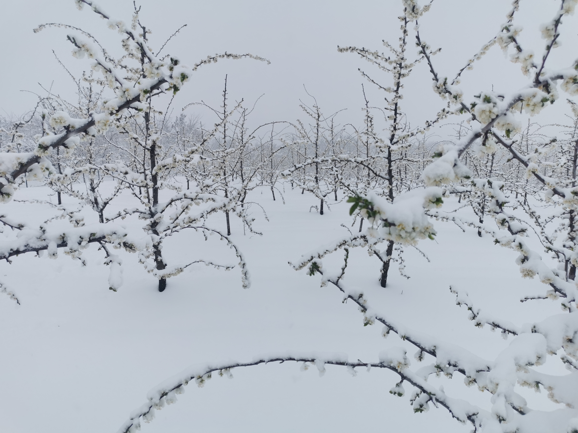 Sneg i led potpuno će desetkovati ovogodišnji rod šljiva u čačanskom kraju/ Foto: RINA