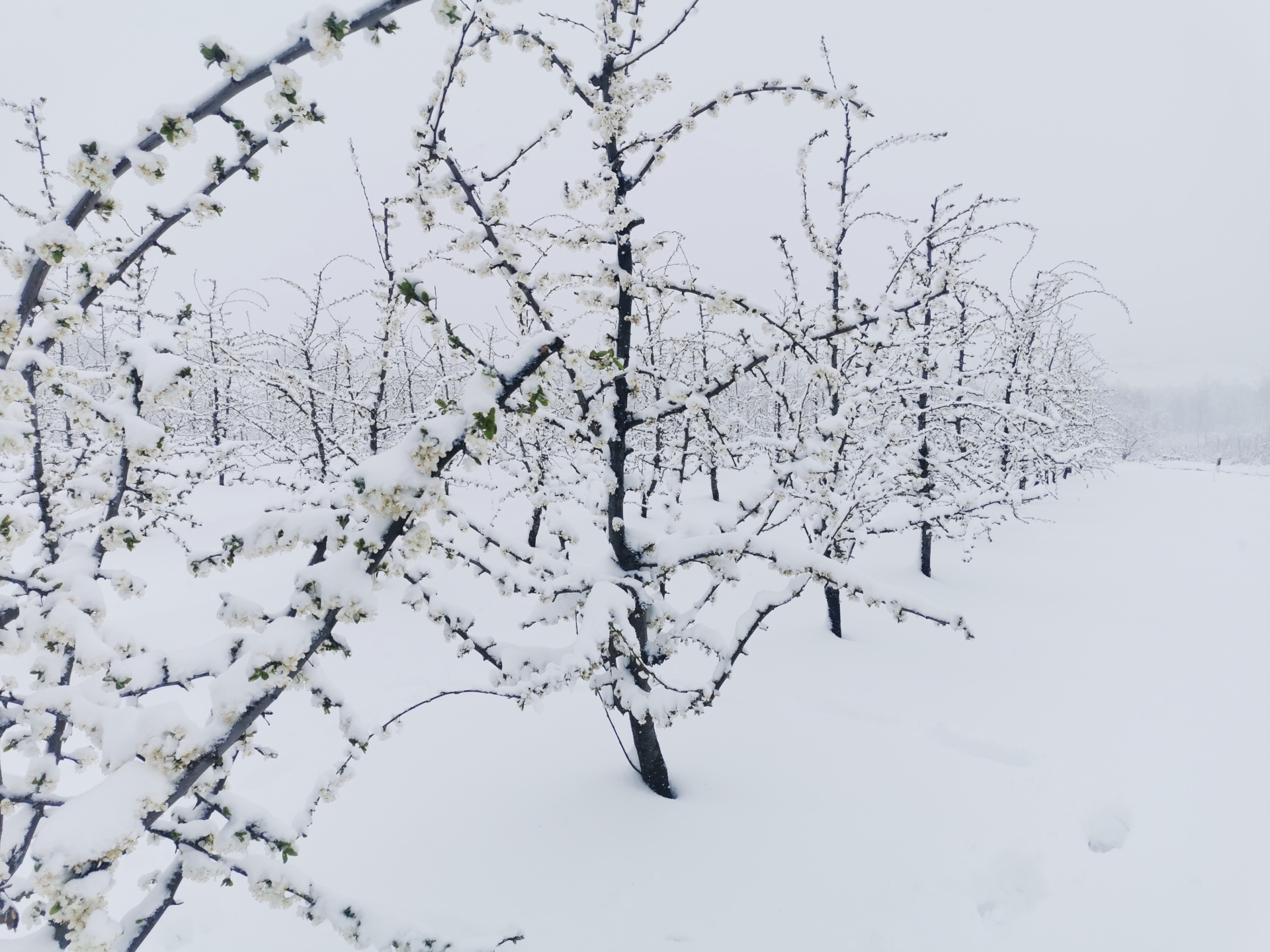 Sneg i led potpuno će desetkovati ovogodišnji rod šljiva u čačanskom kraju/ Foto: RINA