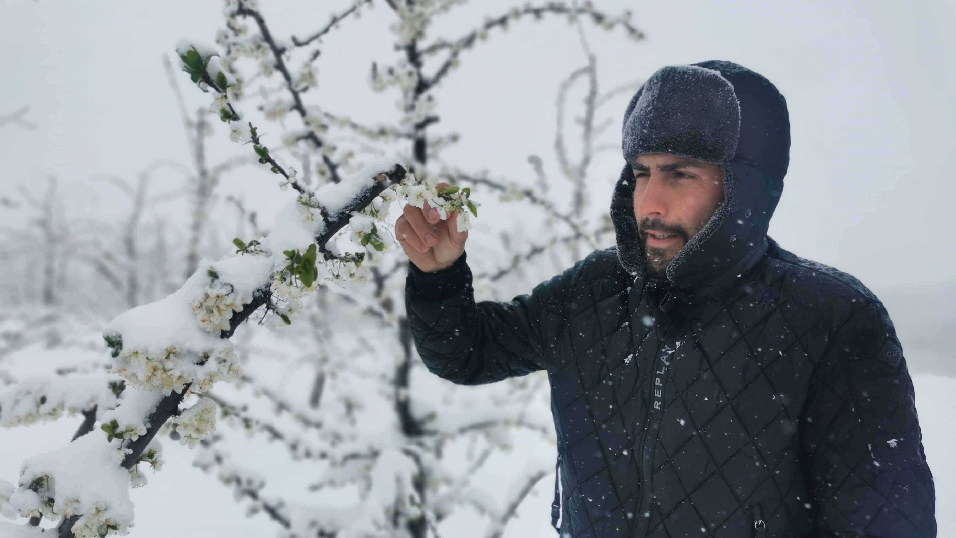 Sve je uništeno, ni najstariji meštani ovo ne pamte: Sneg i led potpuno će desetkovati ovogodišnji rod šljiva u čačanskom kraju, narednih dana najavljeni minus mogao bi dokusuriti i ostalo voće (FOTO)