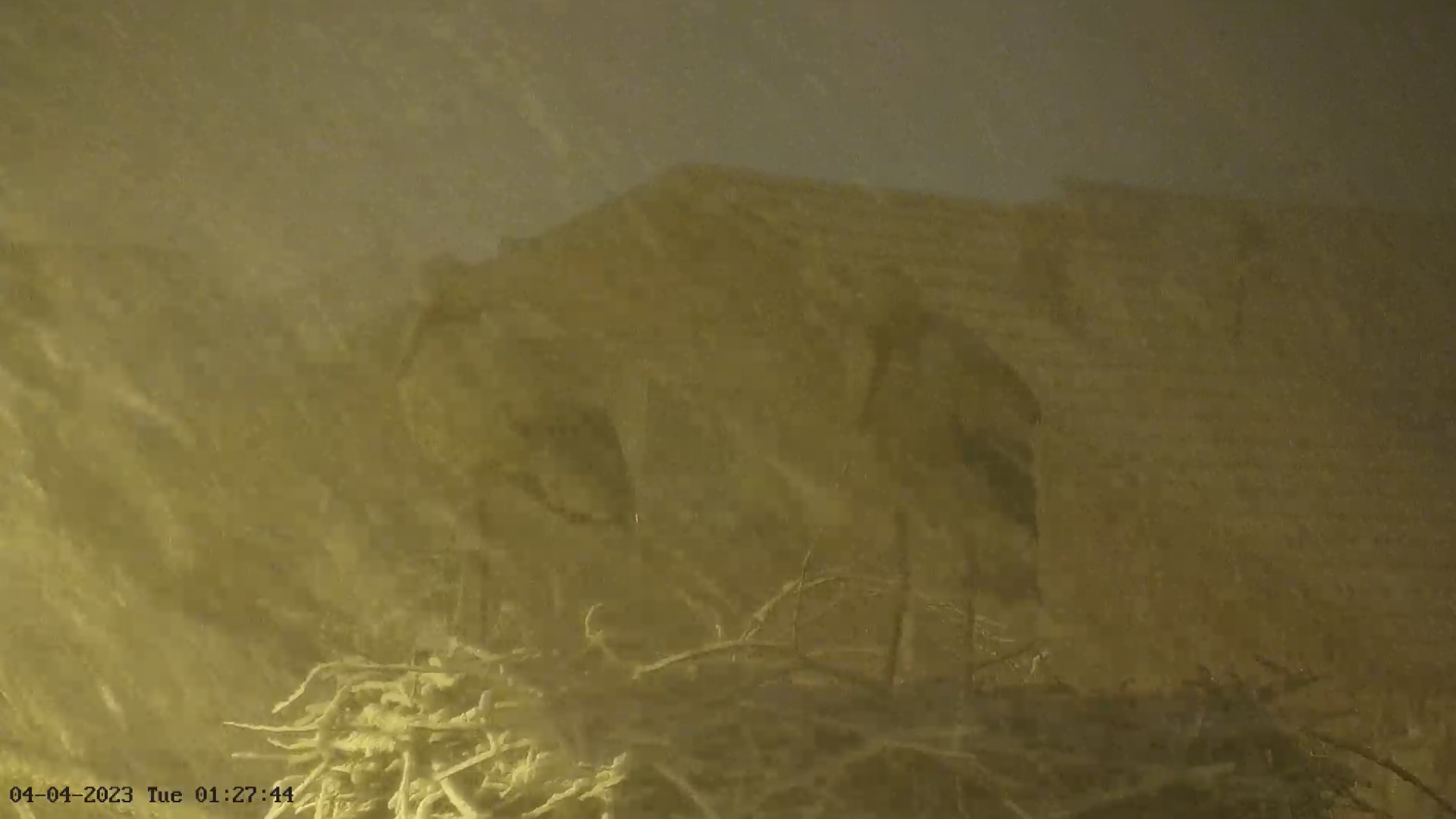 Šta se ovo dešava, rode u totalnom šoku: Neverovatan snimak stiže iz Berana, bračni par dugonogih ptica iznenadio sneg i vetar, bolje da nisu poranile iz Afrike na Balkan (FOTO)(VIDEO)