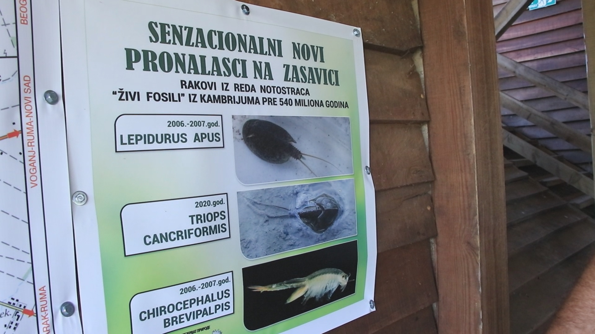 U Srbiji pronađeni rakovi stariji od dinosaurusa: Živi fosili nastanjuju bare i močvare Zasavice/ Foto: RINA