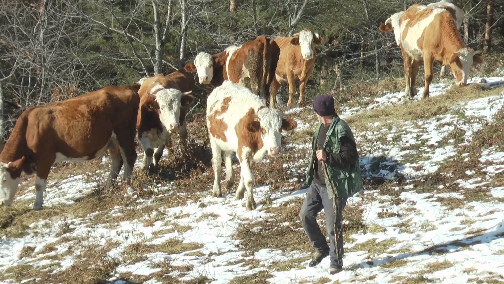 Žedna stoka željno isčekuje pijaću vodu: Konačno za stočare sa Zlatara nazire se kraj višegodišnjih muka, do leta stiže novi vodovod