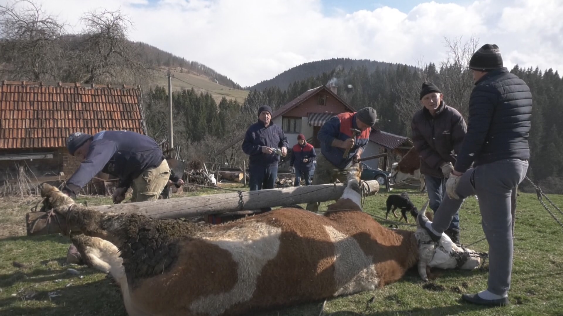 Obrnuli vola od jedne tone kao od šale, snažna životinja mora da preobuje: Rabadžije sa Zlatara potkivaju svoje mezimce, prvi na red došao je Cvetko/ Foto: RINA