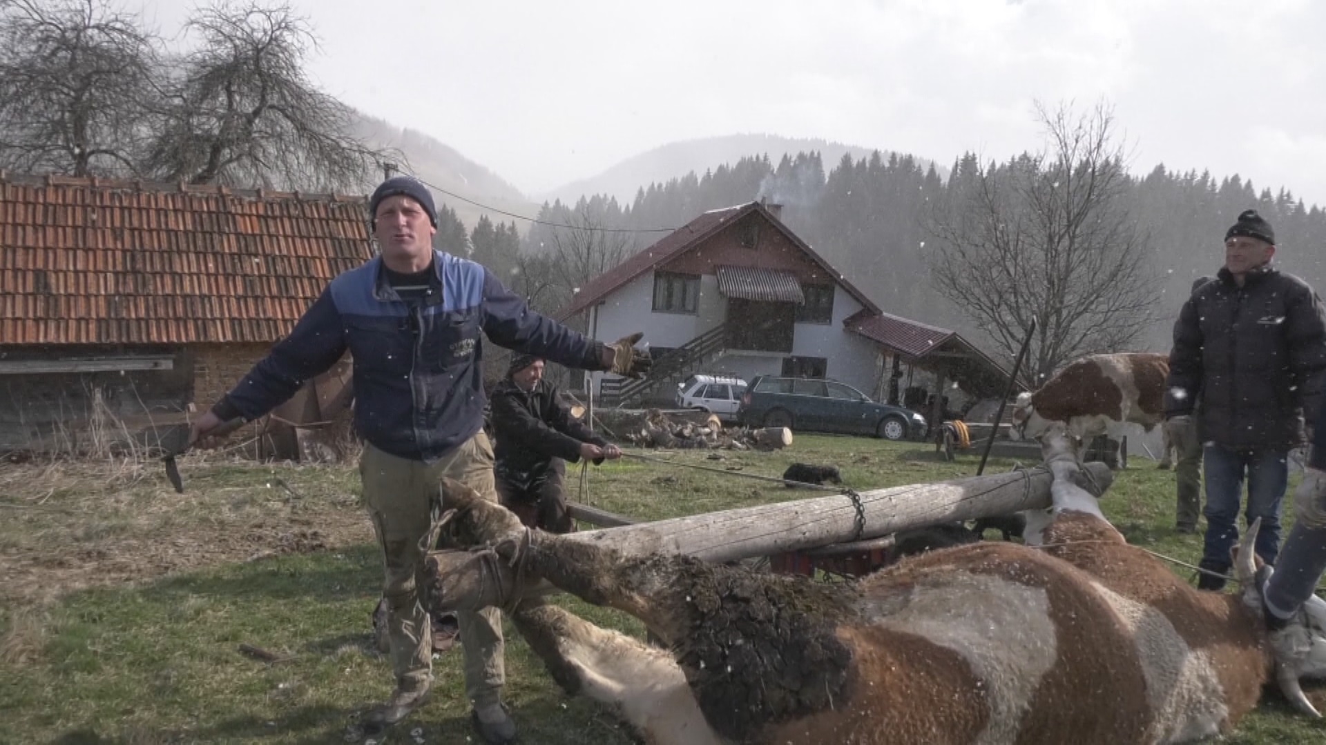 Obrnuli vola od jedne tone kao od šale, snažna životinja mora da preobuje: Rabadžije sa Zlatara potkivaju svoje mezimce, prvi na red došao je Cvetko/ Foto: RINA