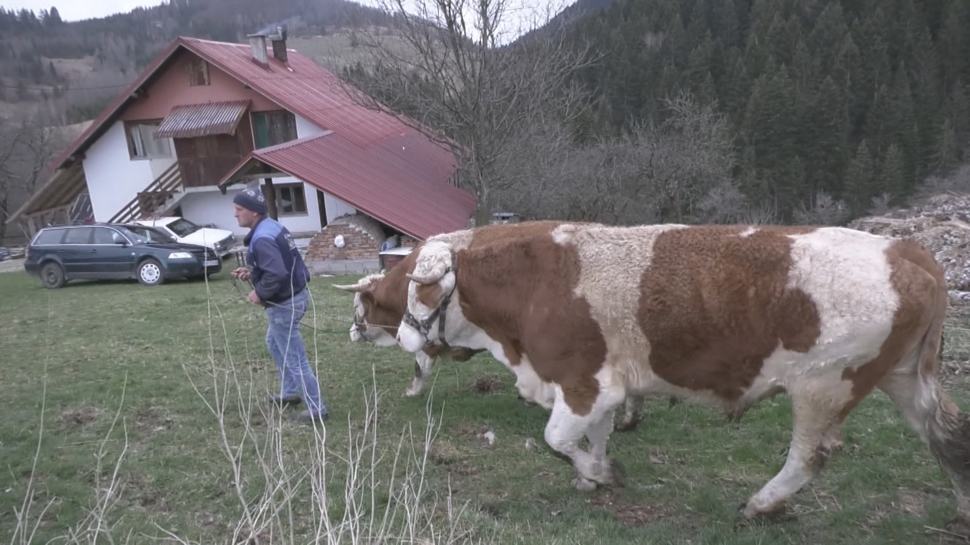 Obrnuli vola od jedne tone kao od šale, snažna životinja mora da preobuje: Rabadžije sa Zlatara potkivaju svoje mezimce, prvi na red došao je Cvetko/ Foto: RINA
