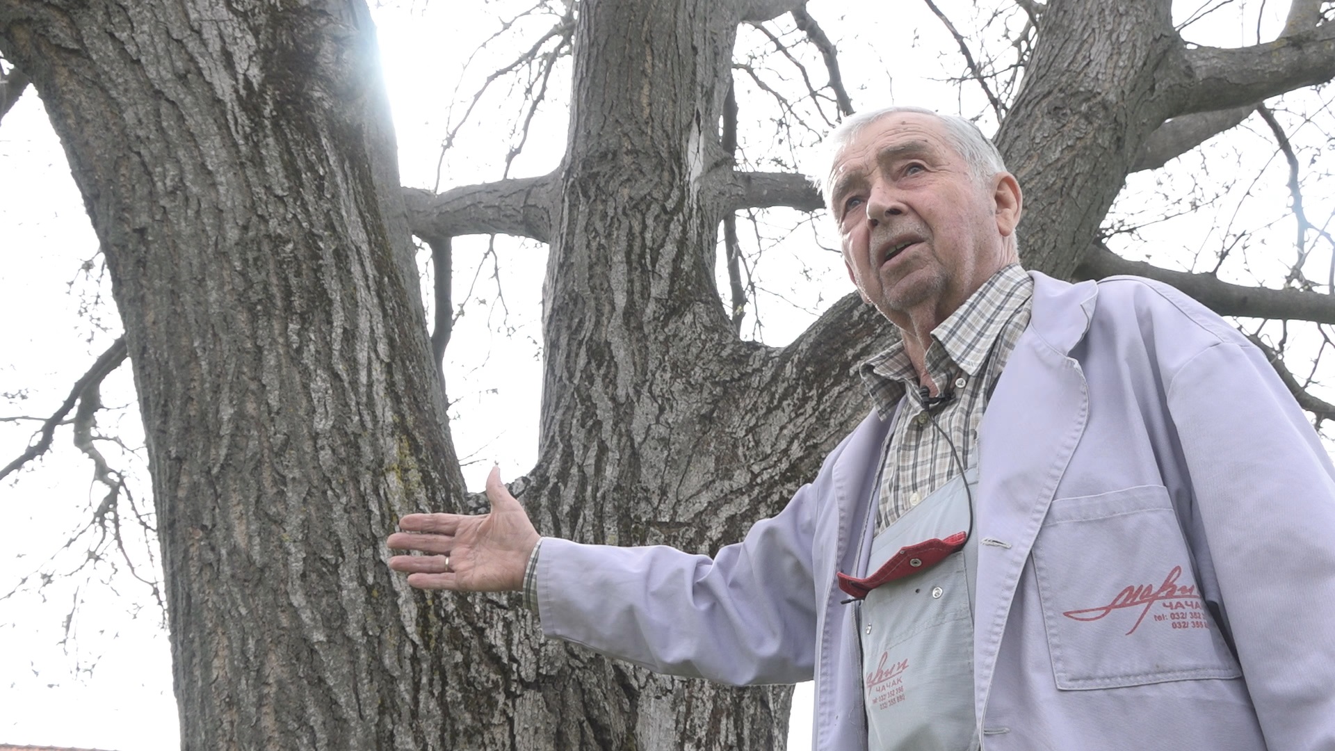 Najveći orah na Balkanu raste u Ljubić polju / foto: RINA