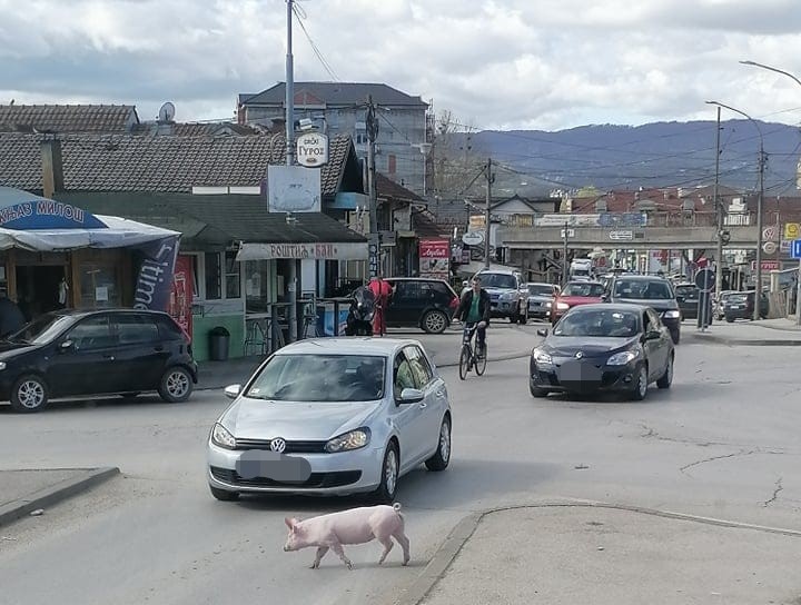 Umakao vlasniku i spasio se da ne završi u rerni: Izgubljeno prase nasred kružnog toka u Čačku, napravilo pravu pometnju i otišlo svojim putem (FOTO)