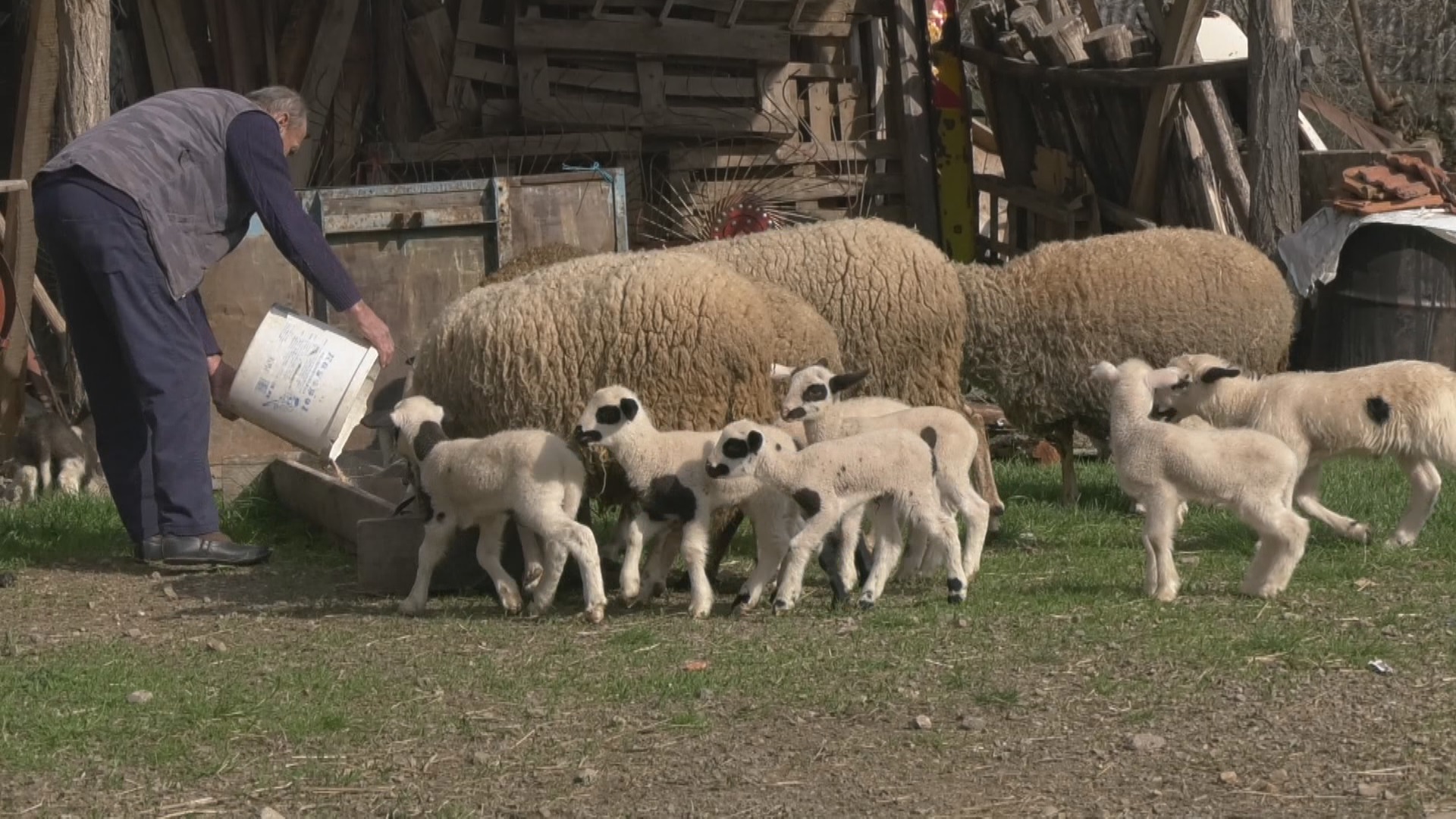 Prirodni fenomen u Šumadiji, ovca Belka na svet donela čak pet jagnjadi / foto: RINA