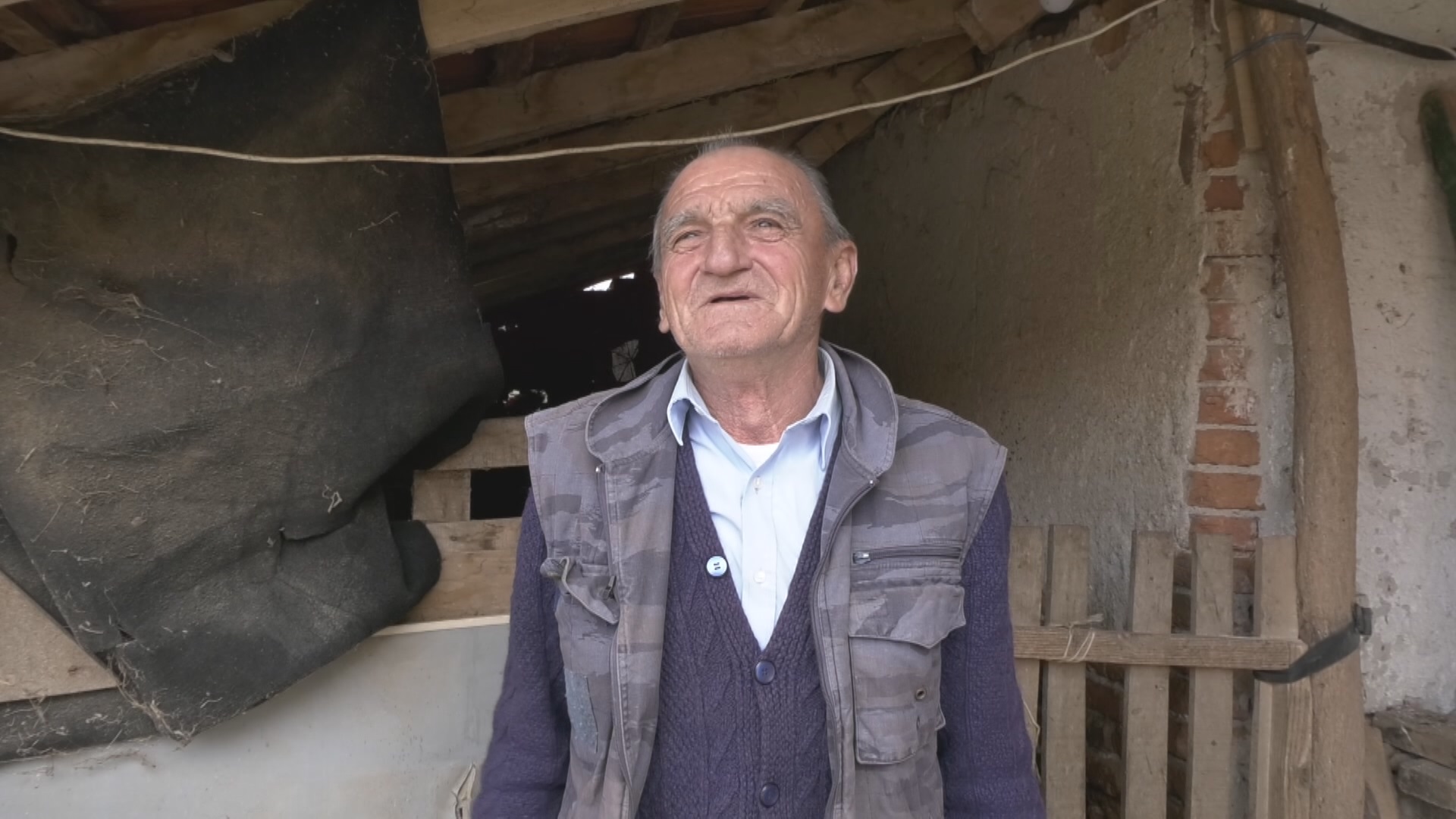 Prirodni fenomen u Šumadiji, ovca Belka na svet donela čak pet jagnjadi / foto: RINA