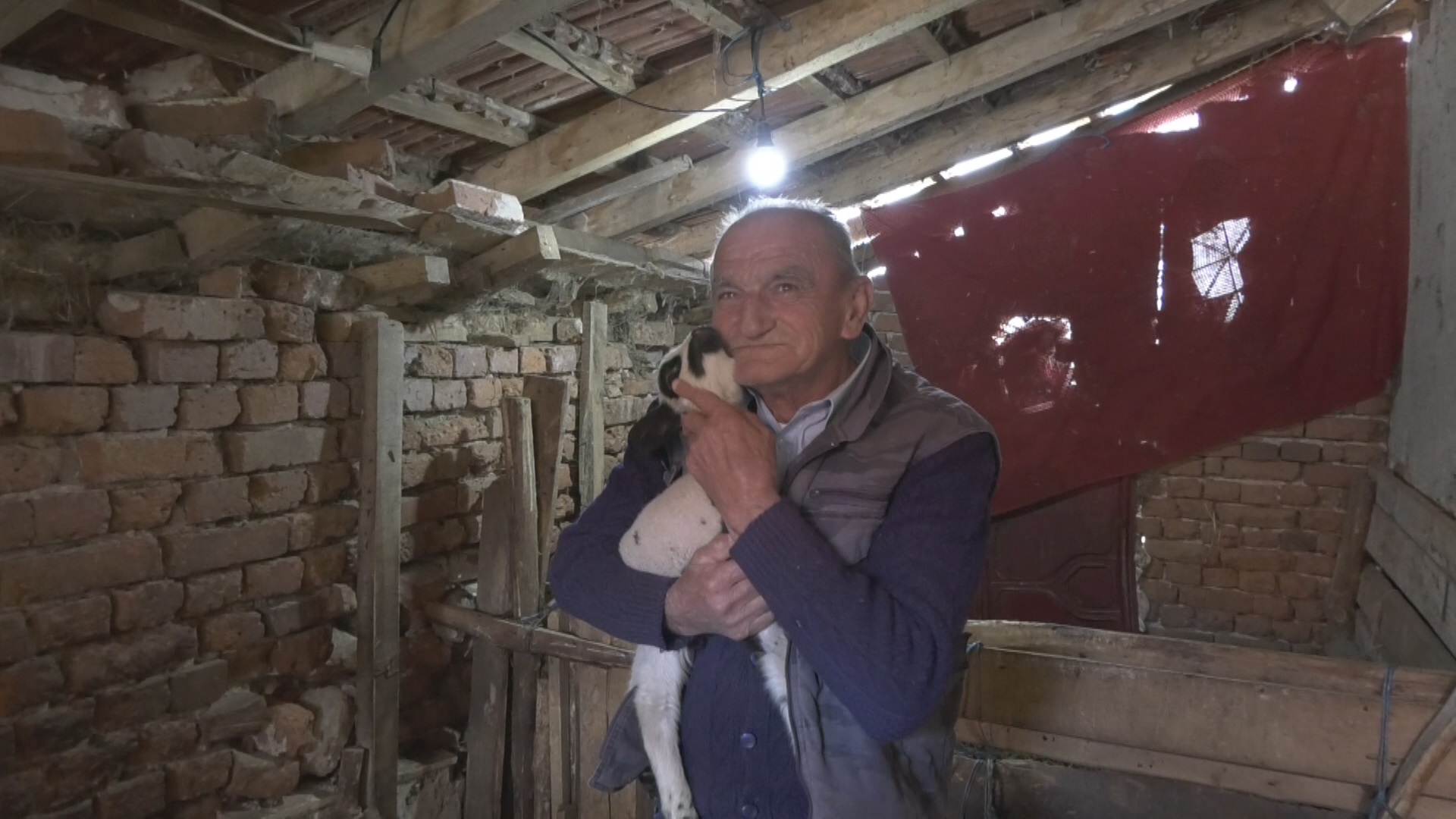 Prirodni fenomen u Šumadiji, ovca Belka na svet donela čak pet jagnjadi: Domaćin Milisav ostao u čudu, ovako nešto ne pamte ni najstariji meštani (FOTO)