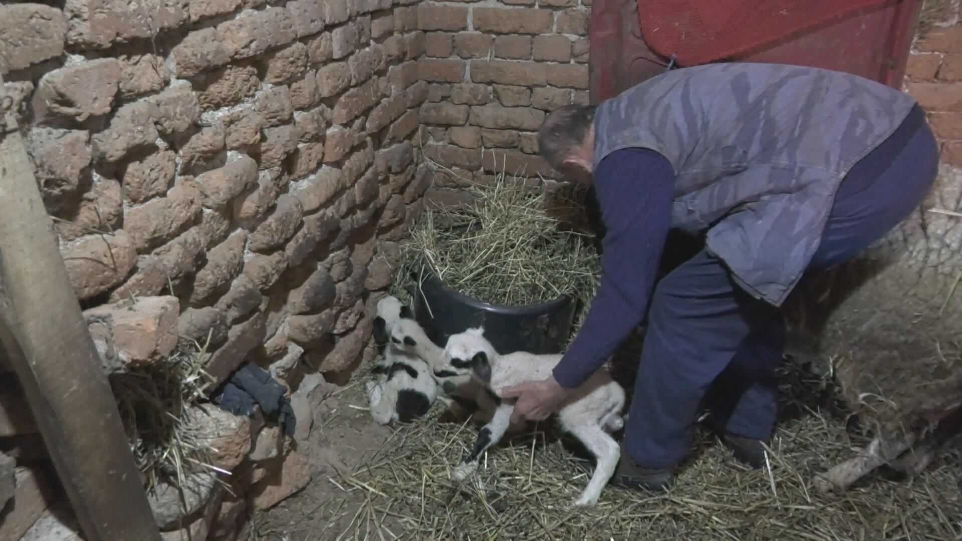 Prirodni fenomen u Šumadiji, ovca Belka na svet donela čak pet jagnjadi / foto: RINA