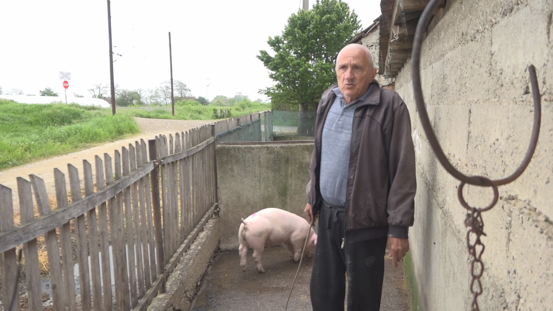 Svinje padaju u depresiju, često dahću i teturaju se kad idu: Ovo su simptomi afričke kuge, meštani čačanskih sela u strahu za životinje u svojim oborima nakon što je područje proglašeno ugroženim (FOTO)