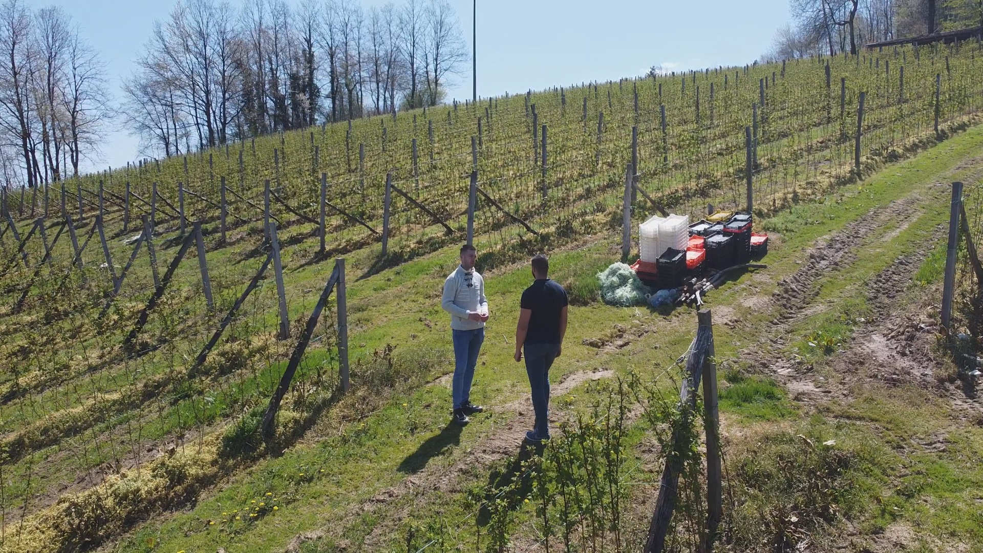 Tri generacije Jovanovića u rudniku crvneog zlata na obroncima Povlena: Preko 70 tona malina ove sezone biće ubrano sa njihove plantaže, u posao uključena cela porodica (FOTO)