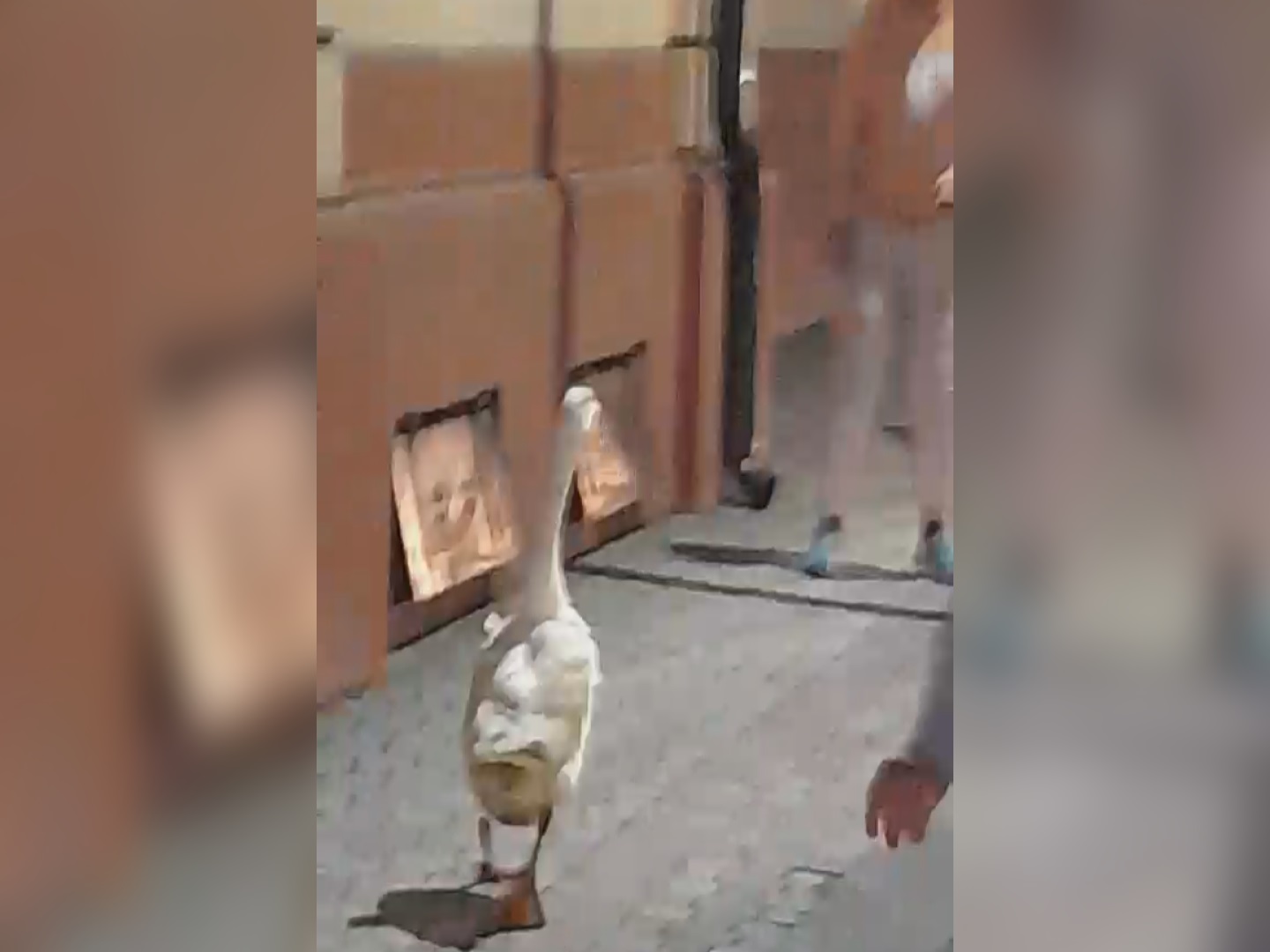 Izletele iz kaveza i napravile show: Neverovatna situacija u centru Čačka, vozači na ulici hvatali odbegle guske koje su potpuno blokirale saobraćaj (FOTO)(VIDEO)