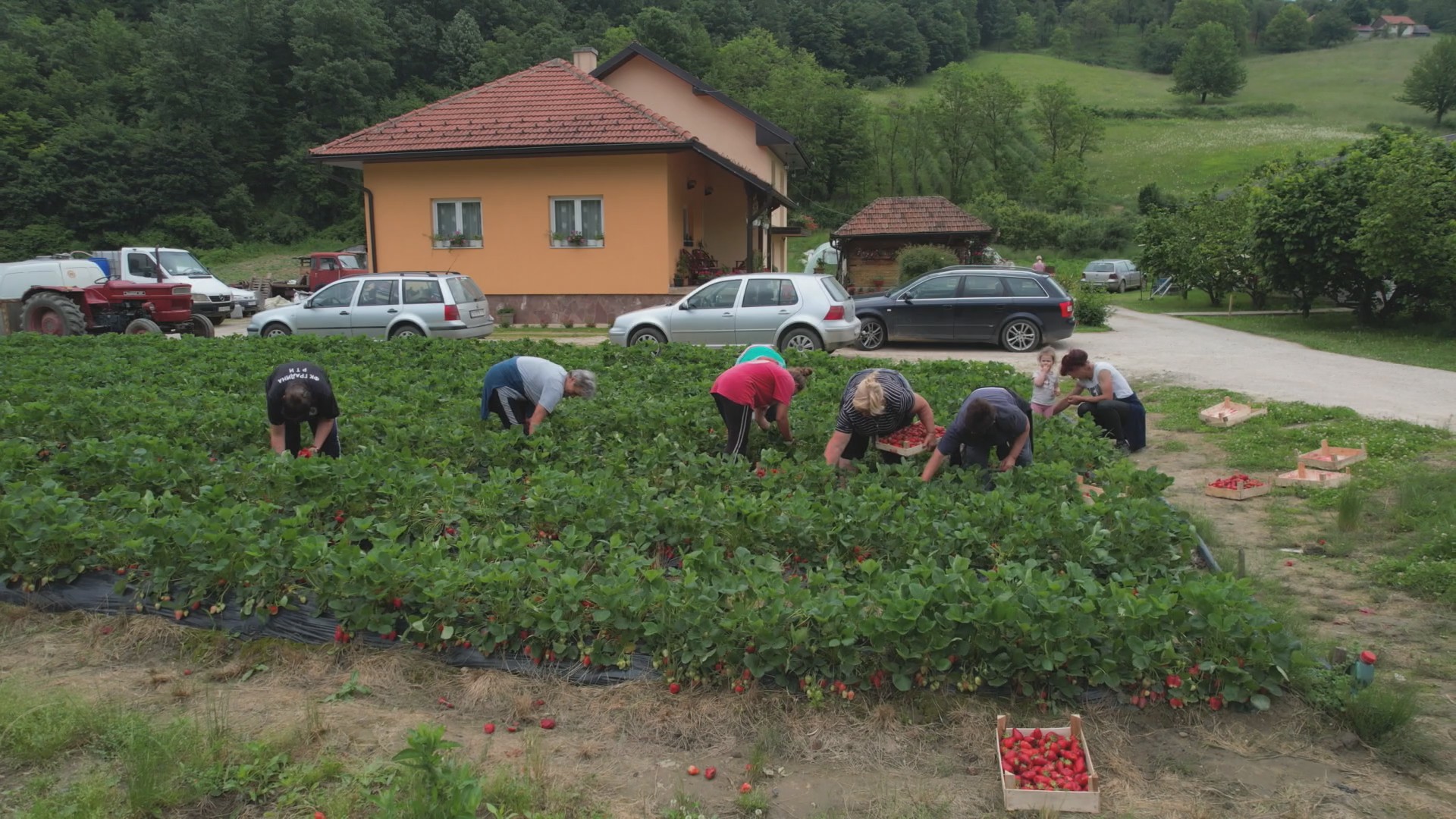 Dnevno naberu i do 100 kilograma ovog voća: Jedinstvena "ulica jagoda" nalazi se u dragačevskom selu Rti, Sretenovići sve što uberu odmah i prodaju na svom imanju (FOTO)