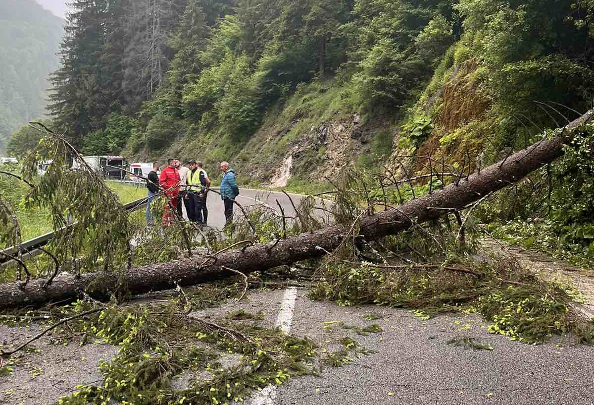 Drvo se izvalilo i palo nasred magistrale kod Nove Varoši: Pukom srećom izbegnuta tragedija, saobraćaj sat vremena bio u prekidu (FOTO)