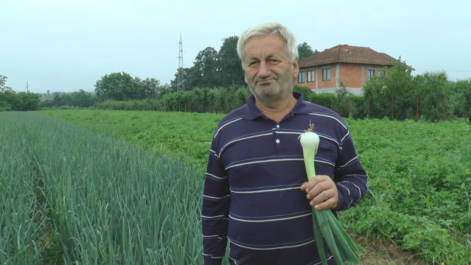 Porodica Dukanac iz sela Viljuša godina se bavi uzgojem ovog povrća, sve što se nabere to se proda/ Foto: RINA