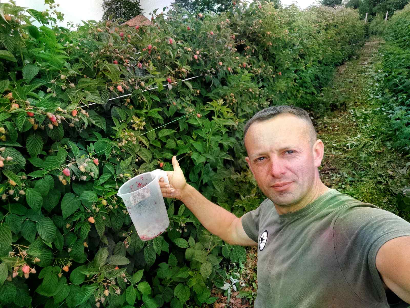 Samo jedna hladnjača ponudila 250, ostale stale na 200 dinara: Muke po malinarima ne prestaju, ali uprkos tome u selo Skokuće kod Prijepolja stiglo 500 berača crvenog zlata (FOTO)