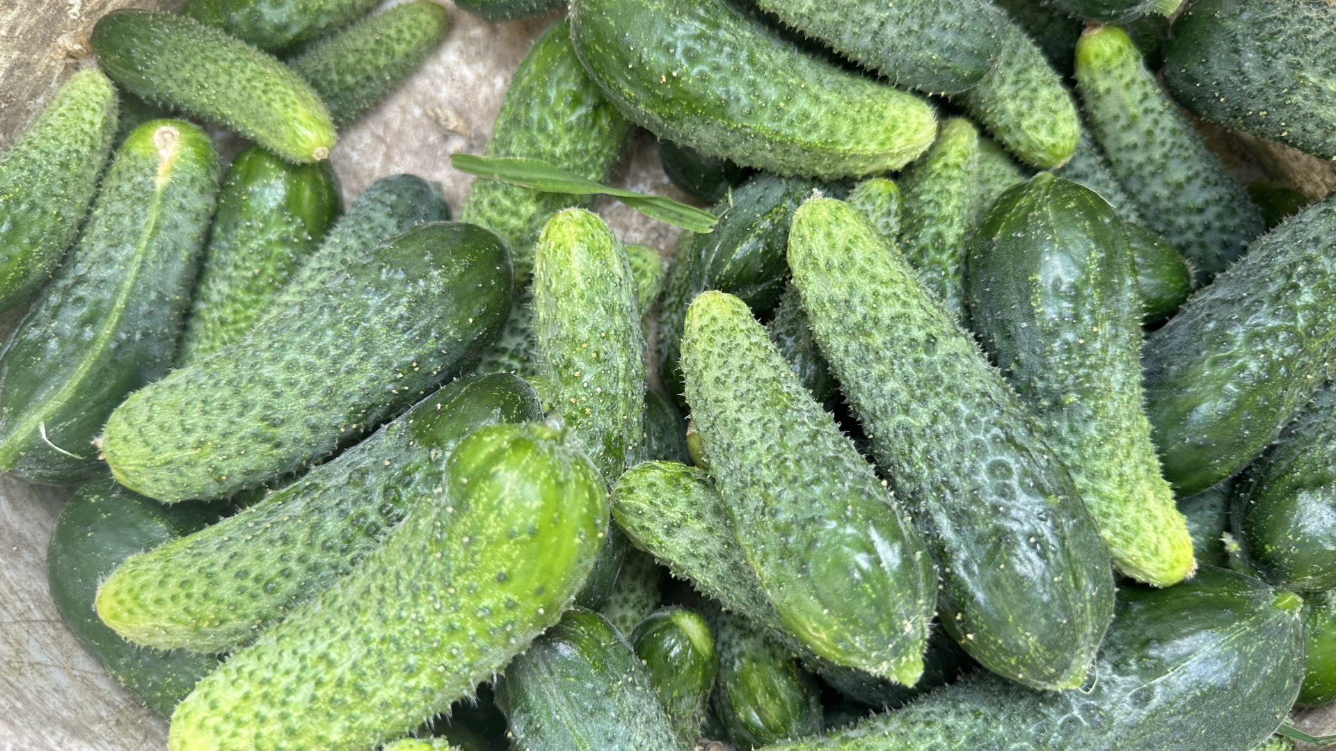 Sto manji to bolji, Nemci grickaju srpske kornisone dok gledaju utakmicu: Mila se odlučila na uzgoj ovog povrća, sve obezbeđeno a za par meseci zaradi se godišnja plata/ Foto: RINA