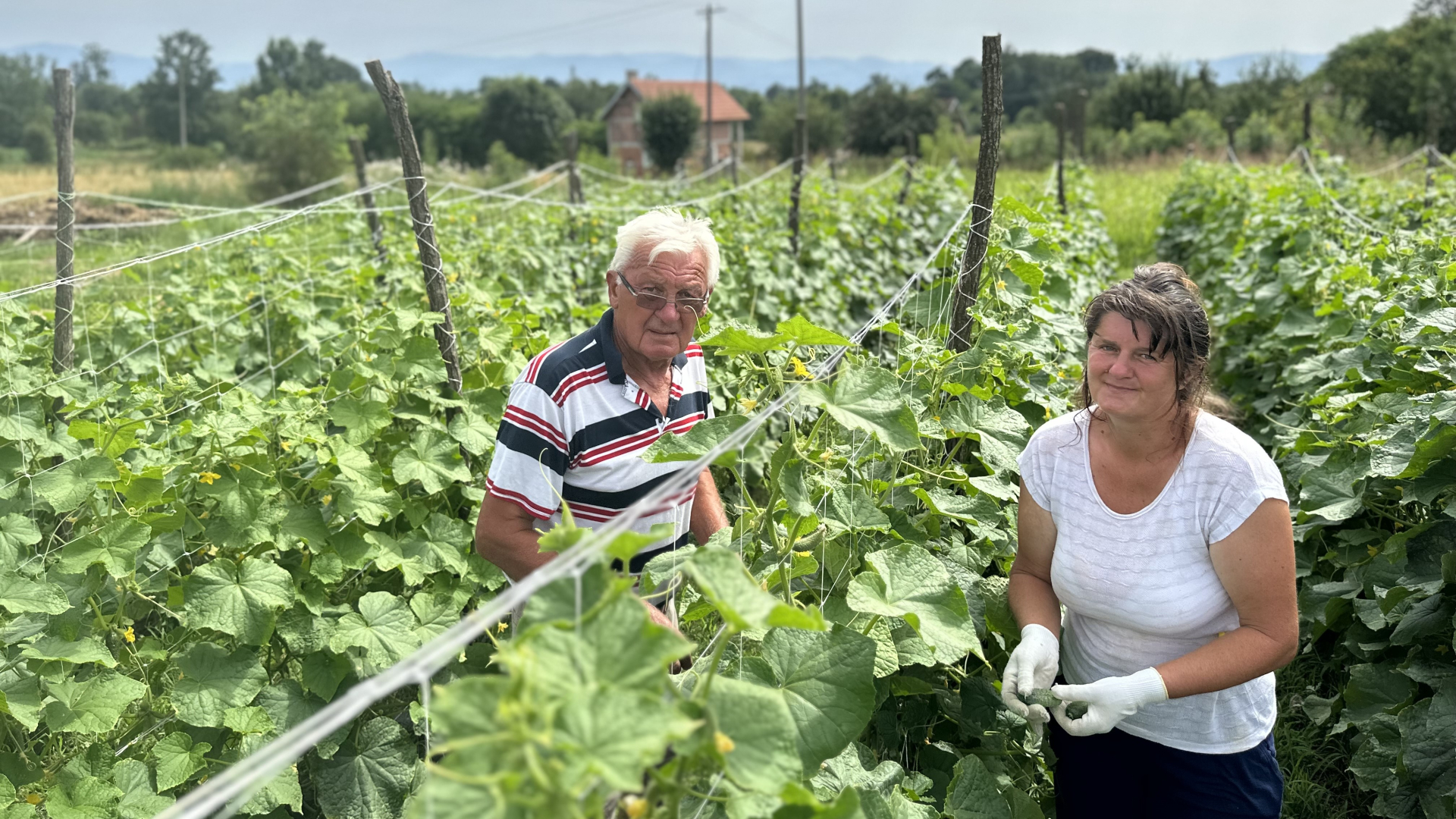 Sto manji to bolji, Nemci grickaju srpske kornisone dok gledaju utakmicu: Mila se odlučila na uzgoj ovog povrća, sve obezbeđeno a za par meseci zaradi se godišnja plata/ Foto: RINA