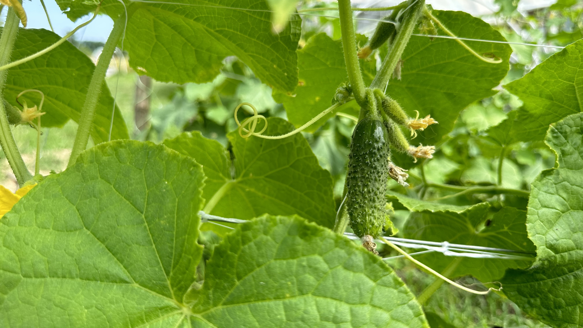 Sto manji to bolji, Nemci grickaju srpske kornisone dok gledaju utakmicu: Mila se odlučila na uzgoj ovog povrća, sve obezbeđeno a za par meseci zaradi se godišnja plata/ Foto: RINA