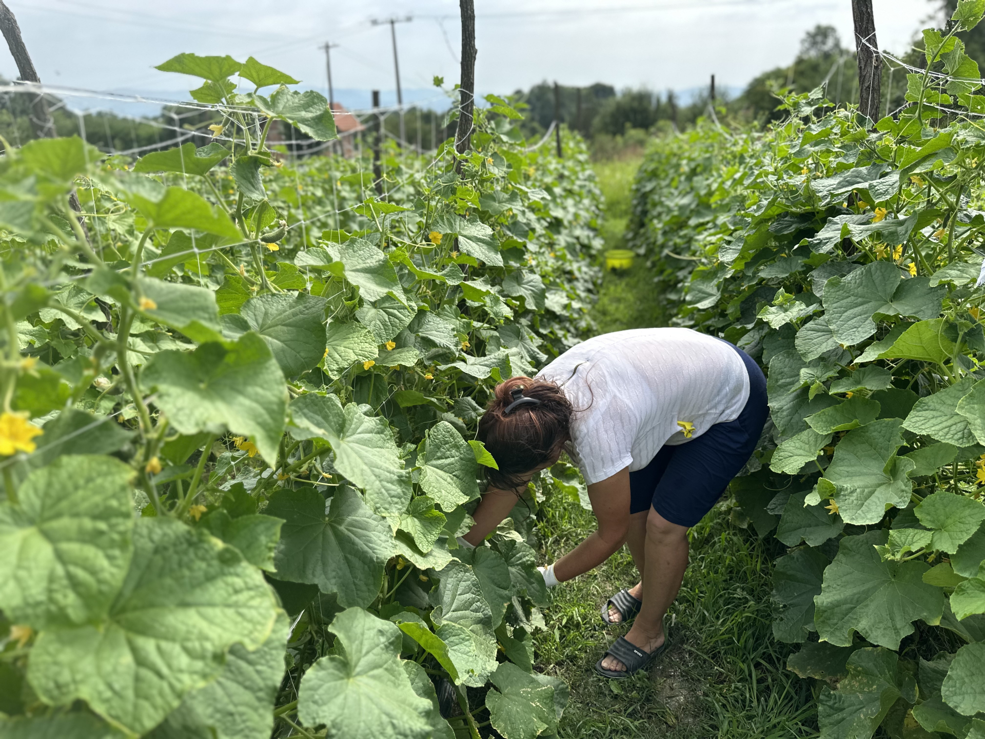 Sto manji to bolji, Nemci grickaju srpske kornisone dok gledaju utakmicu: Mila se odlučila na uzgoj ovog povrća, sve obezbeđeno a za par meseci zaradi se godišnja plata/ Foto: RINA