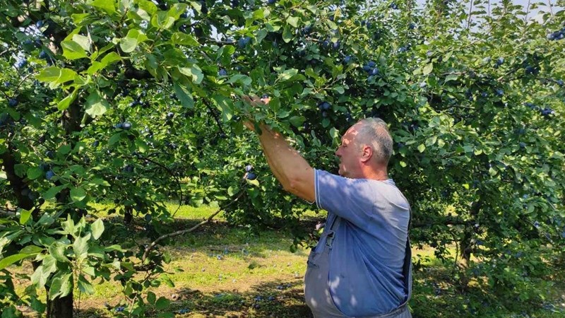 Prošle godine bilo 30 tona, a sada nismo ubrali ni kilo: Desetkovan rod čačanske lepotice, čuvenih srpskih šljiva neće biti ni za džem
