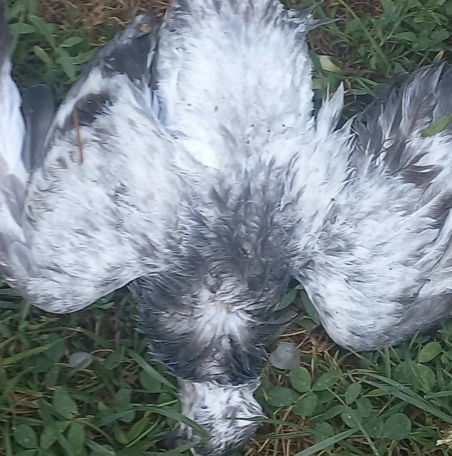 Ubijalo je ptice u letu, mrtvi golobovi su bili svuda oko nas: Jezive slike stižu iz Čačka nakon nevremena, ledenice imaju do sada neviđeni oblik ljudskog oka (FOTO)