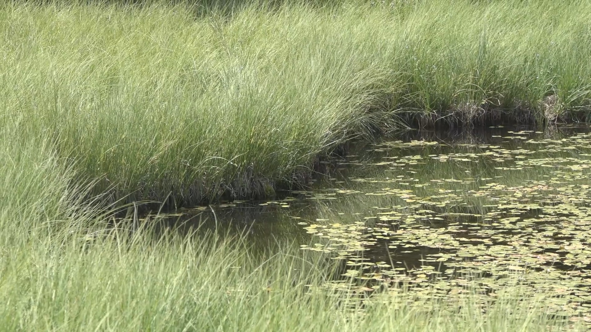 Dajićko jezero danas je netaknuti biser prirode i gorsko oko jedne od najlepših srpskih planina/ Foto: RINA