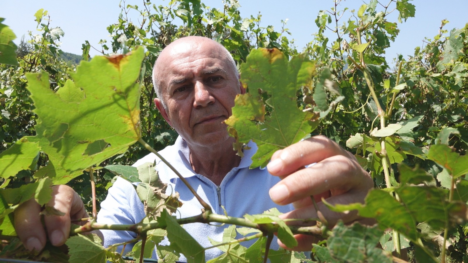 Domaćinu Radoslavu za samo par minuta oluja uništila ceo ovogodišnji rod / foto: RINA
