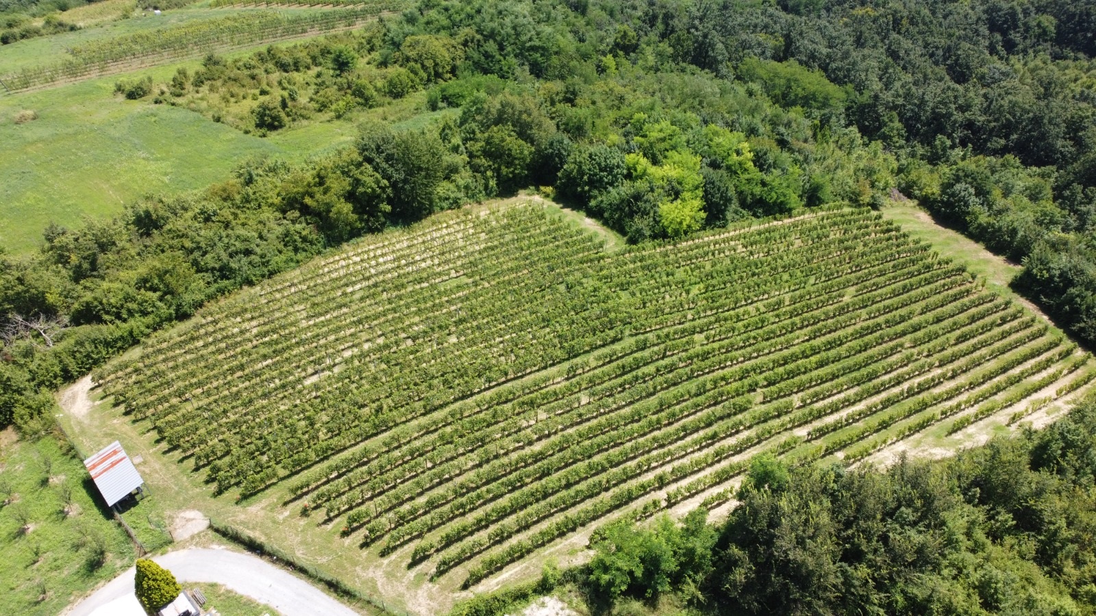 Tuga u vinogradu porodice Milošević, skoro nijedno zrno grožđa nije ostalo čitavo: Domaćinu Radoslavu za samo par minuta oluja uništila ceo ovogodišnji rod (FOTO)