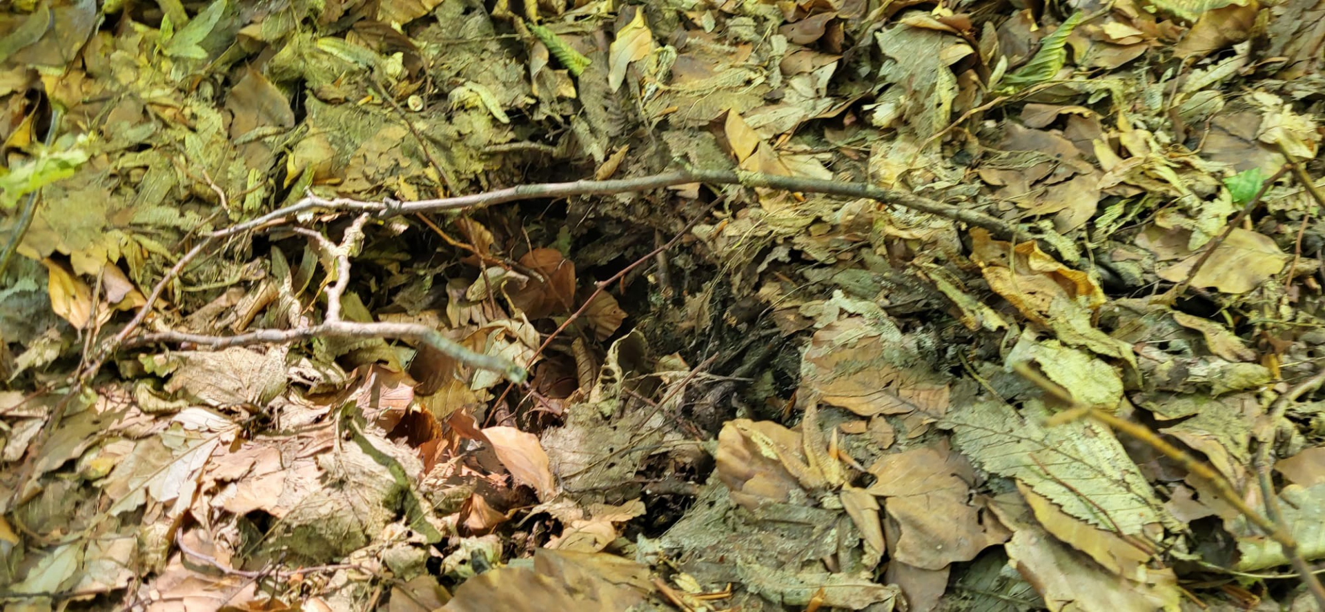 Meštani ugledali sveže tragove krupnog medveda, svaki izlazak iz kuće za njih je kako kažu - rizik/ Foto: RINA