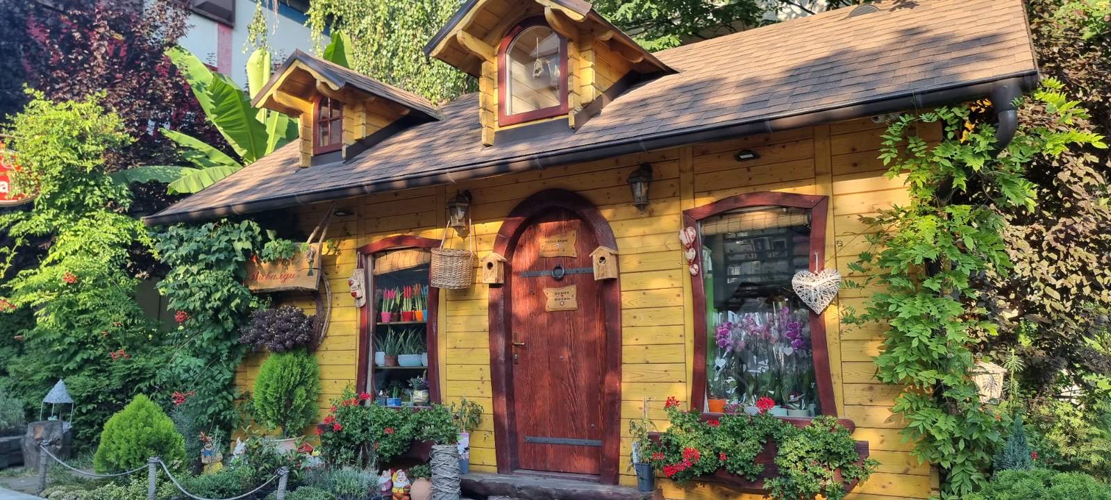 Dragica je vlasnica ogromnog stabla ove tropske biljke koja daje plodove usred Srbije/ Foto: RINA