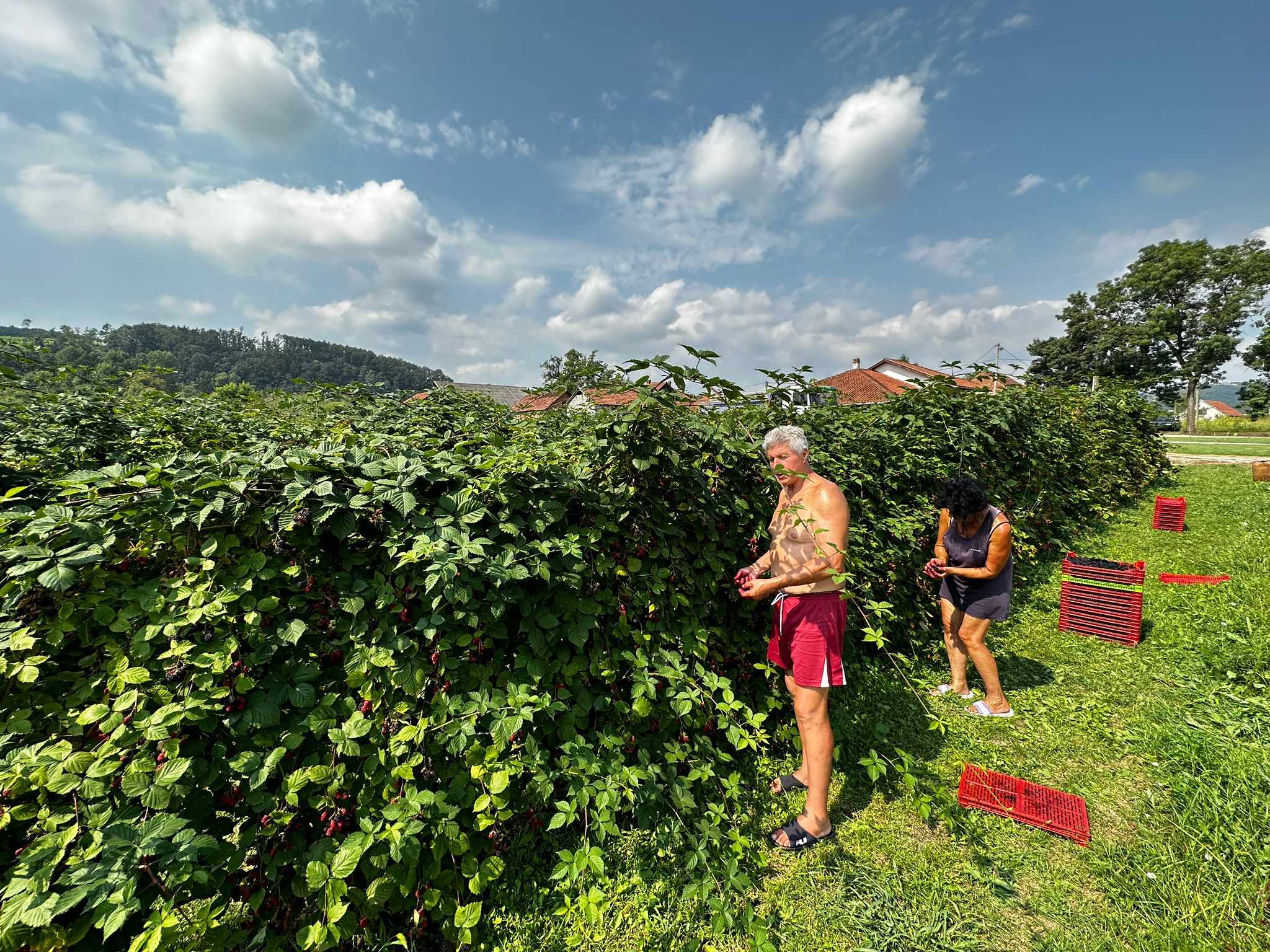 Dragutin iz Čačka ima kupinjak za ponos / foto: RINA