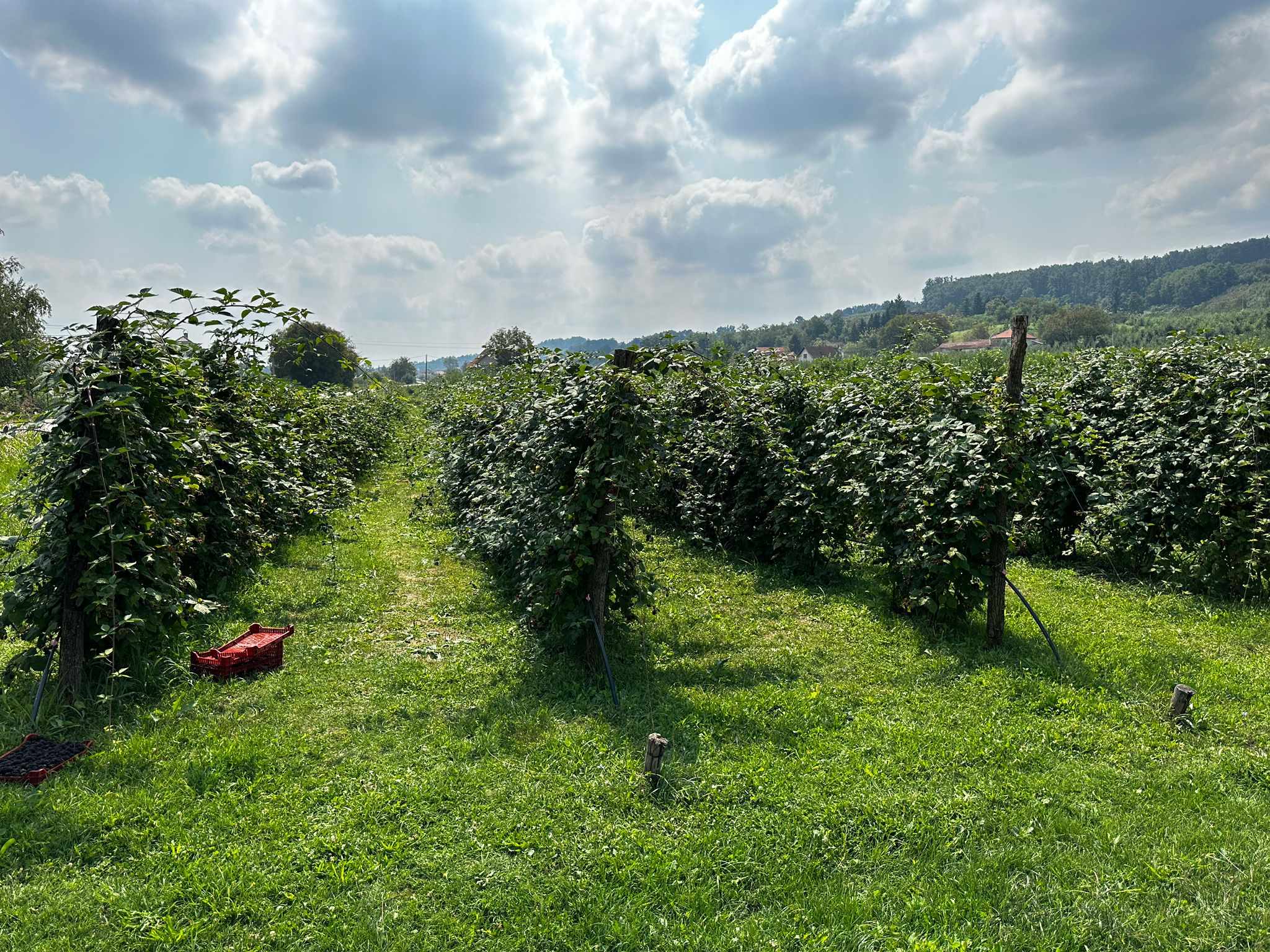 Dragutin iz Čačka ima kupinjak za ponos / foto: RINA