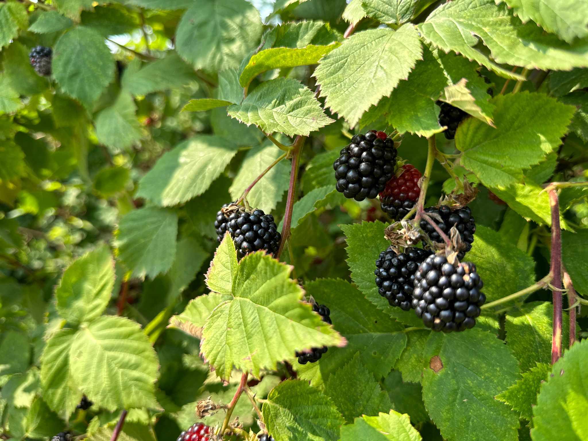 Deset evra košta 200 grama srpskih kupina u Švedskoj: Dragutin iz Čačka ima kupinjak za ponos, sve što nabere on i proda ali ove sezone nije zadovoljan cenom (FOTO)