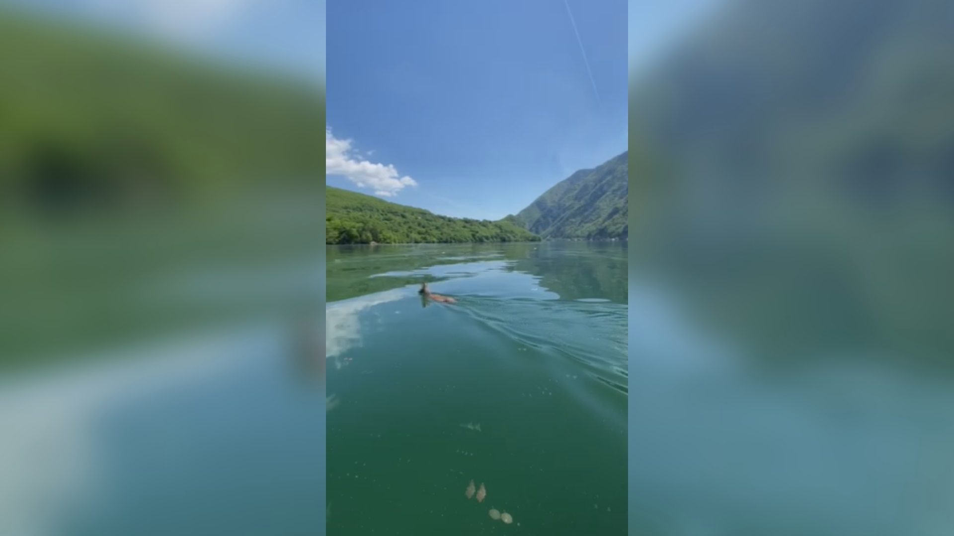 Srndać preplivava jezero kako bi u susednoj Bosni našao partnerku: Meštani ih tokom sezone parenja često vide da prelaze vodenu granicu, prate ih čamcima da ne bi nastradali (FOTO)